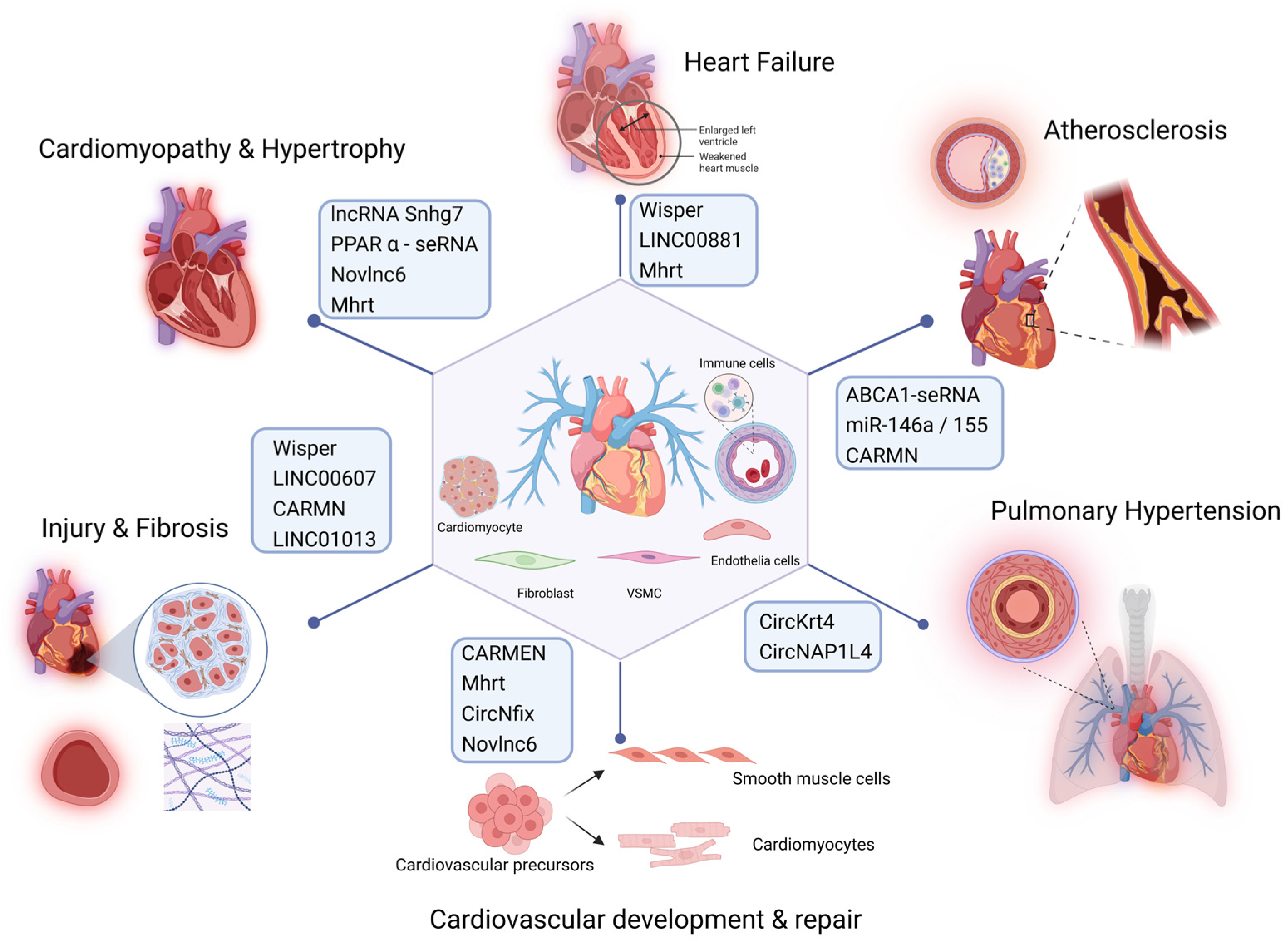 Biomedicines 13 00117 g004