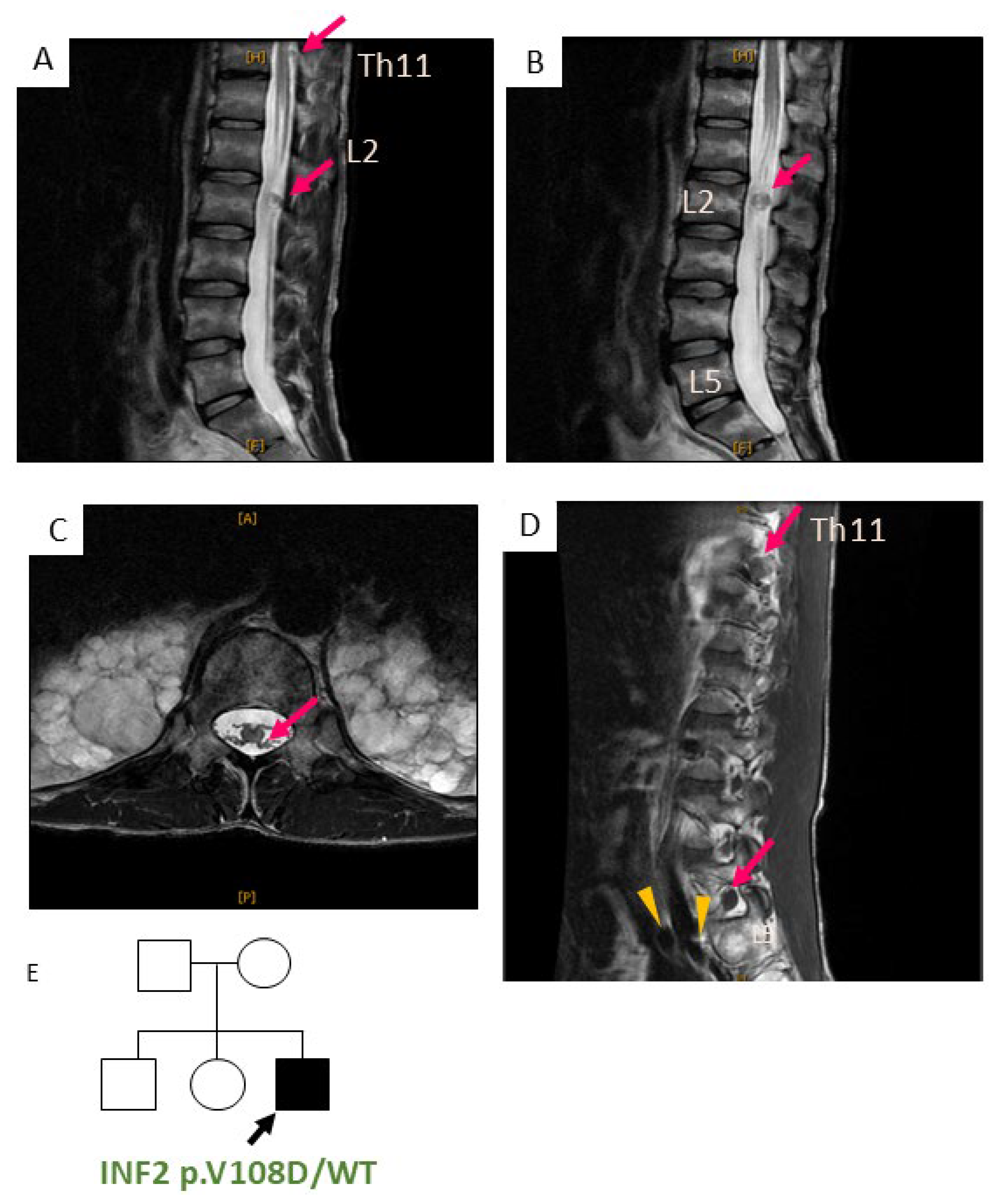 Biomedicines 13 00127 g003