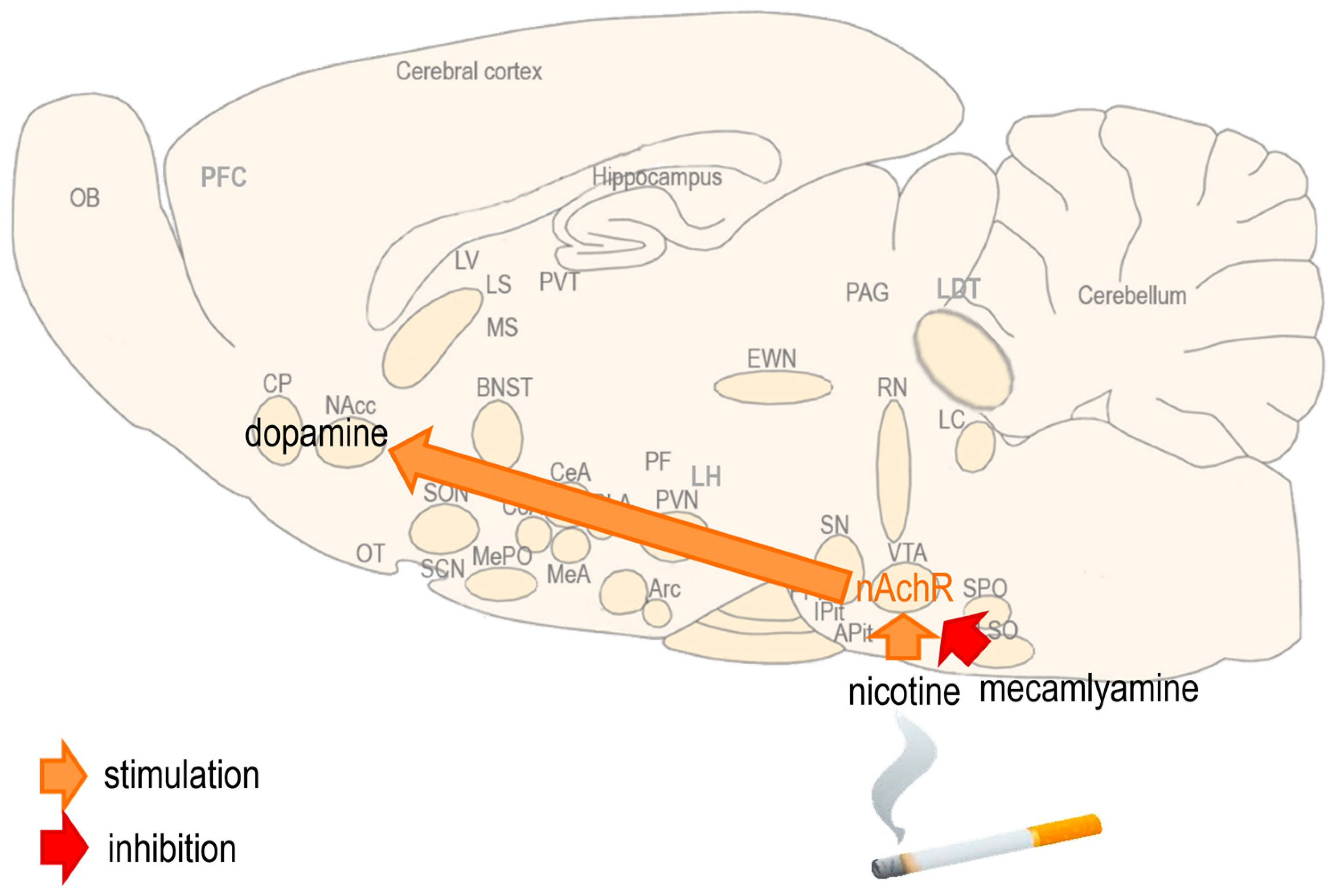 Biomedicines 13 00143 g001 Biomedicines 13 00143 g001