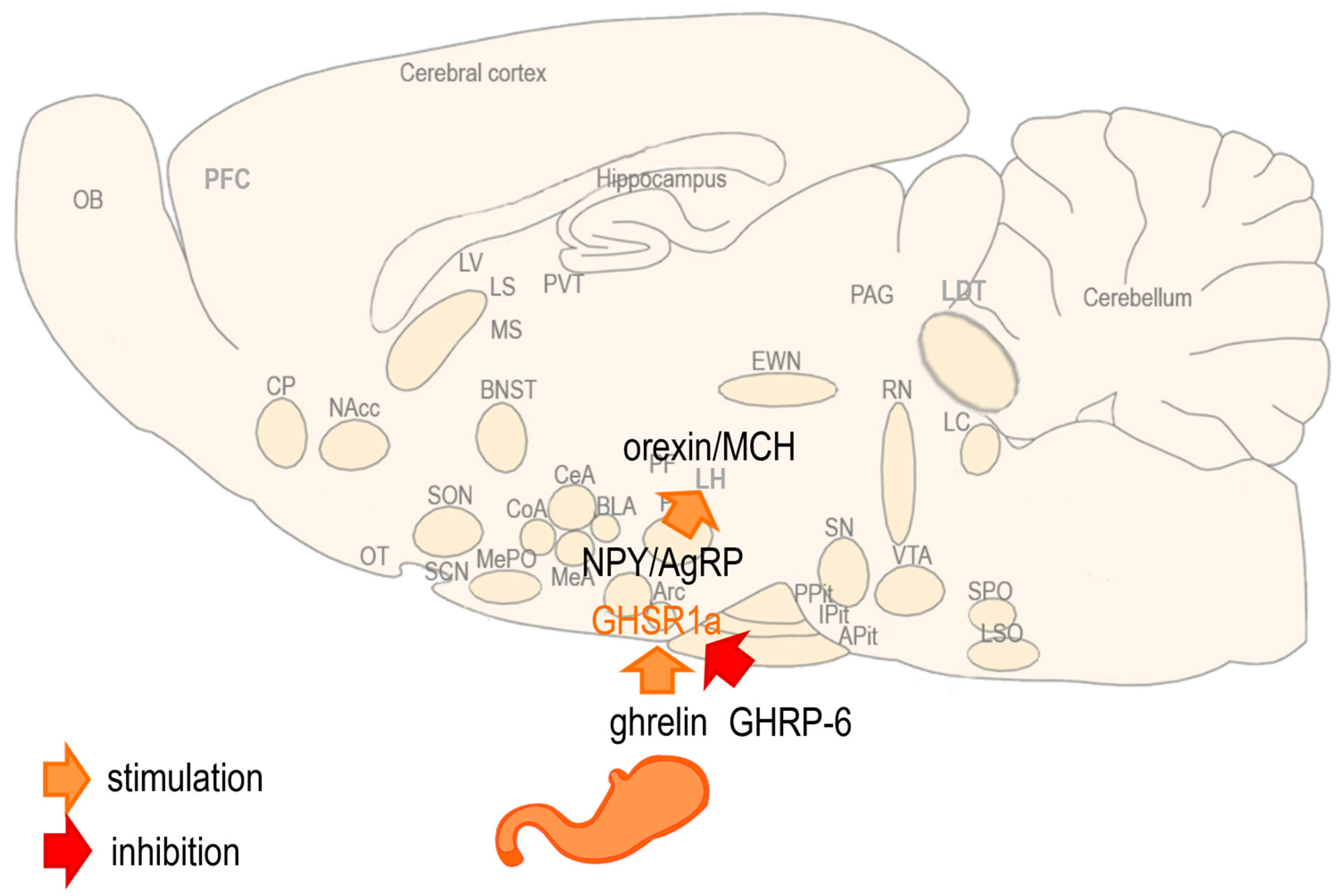 Biomedicines 13 00143 g002 Biomedicines 13 00143 g002