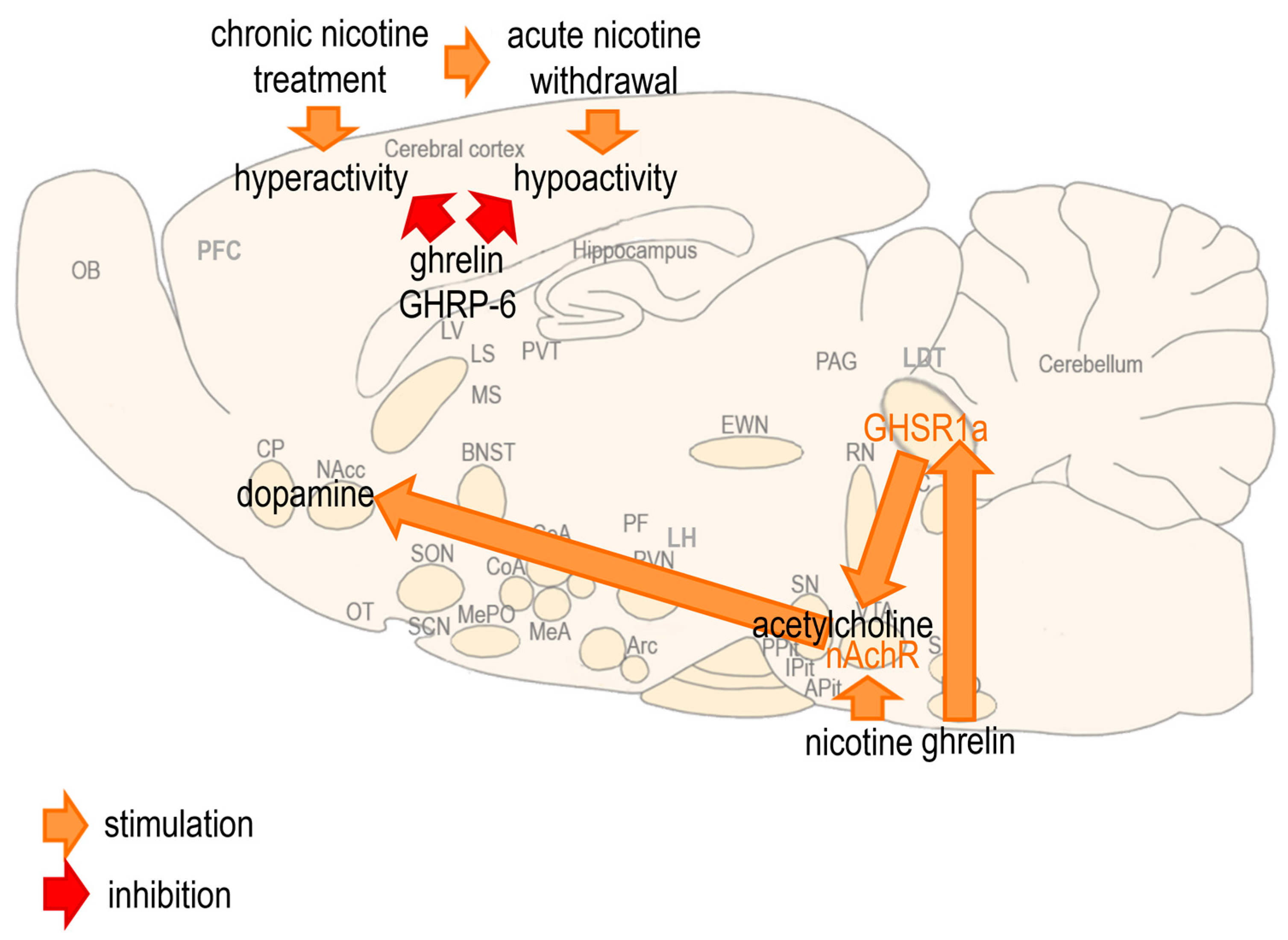 Biomedicines 13 00143 g007 Biomedicines 13 00143 g007