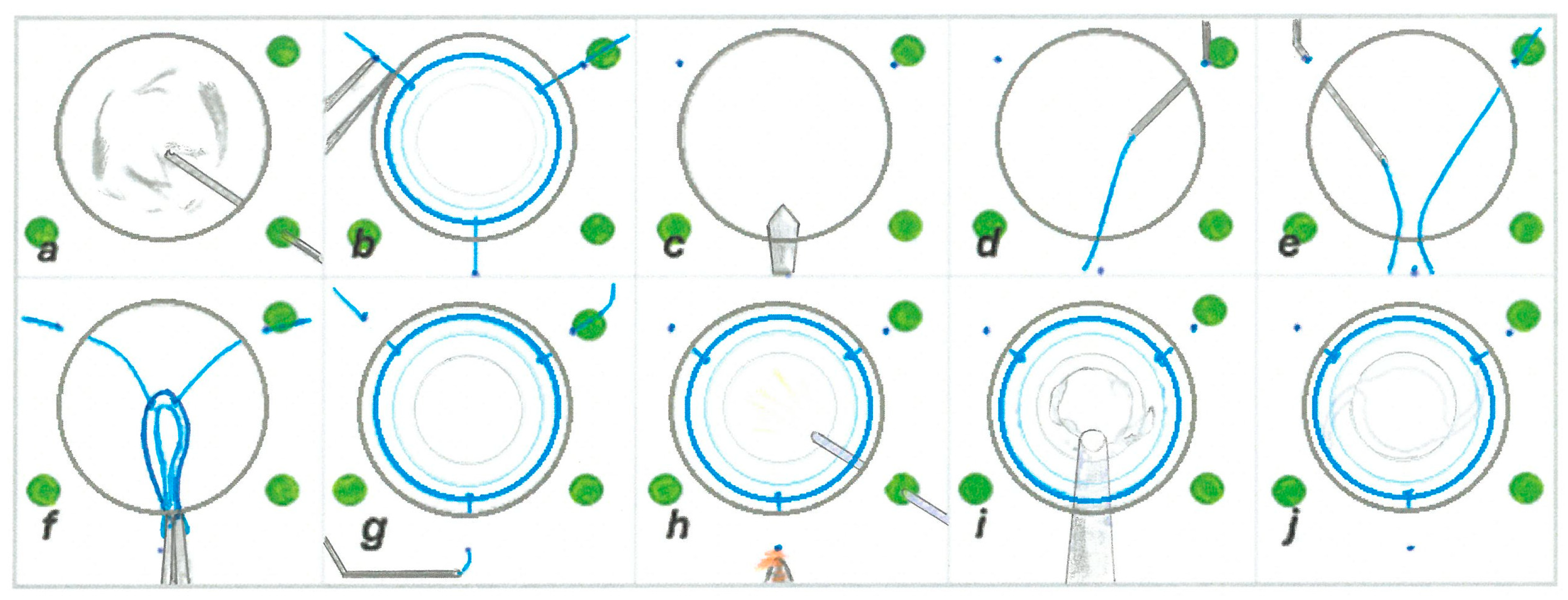 Biomedicines 13 00162 g002