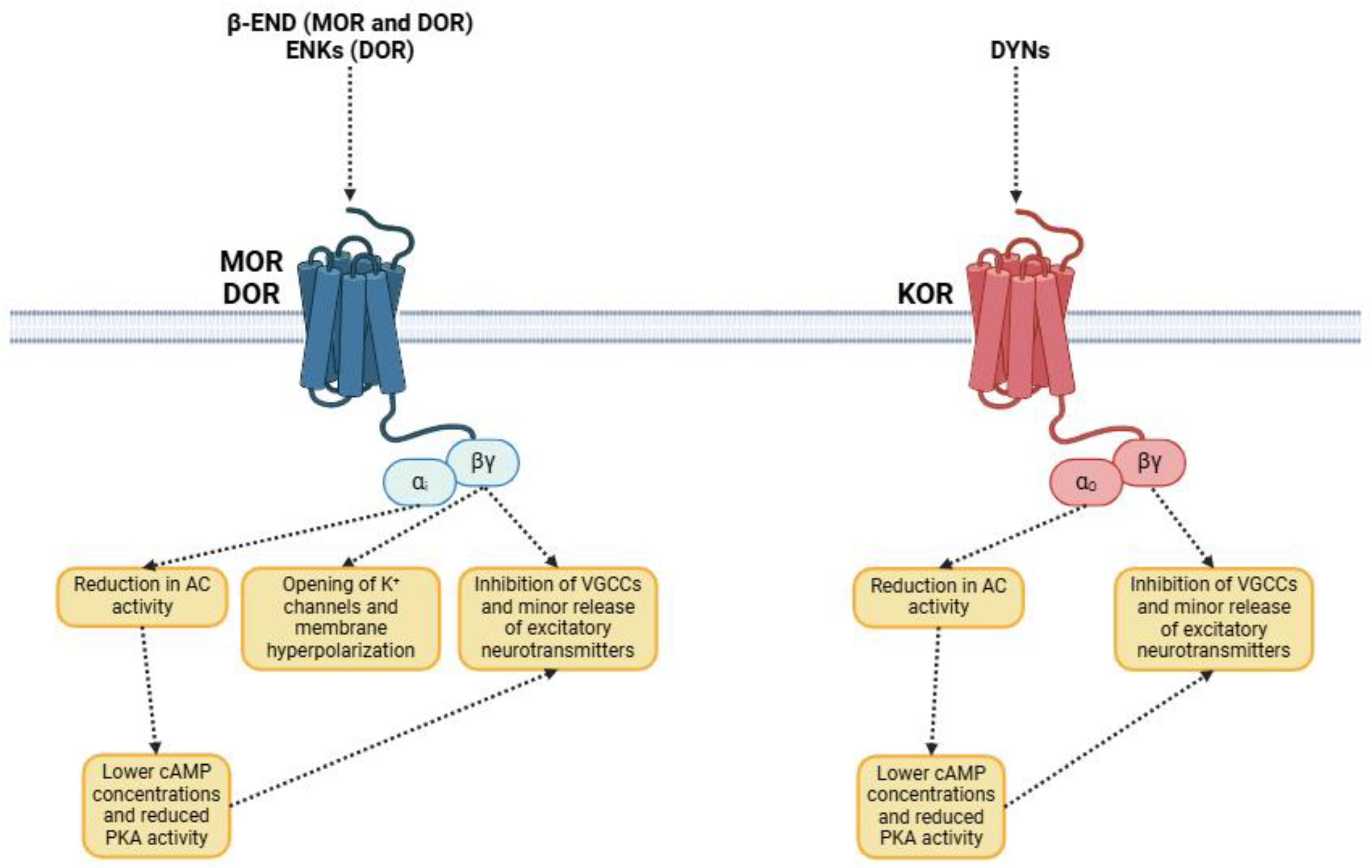 Biomedicines 13 00165 g001