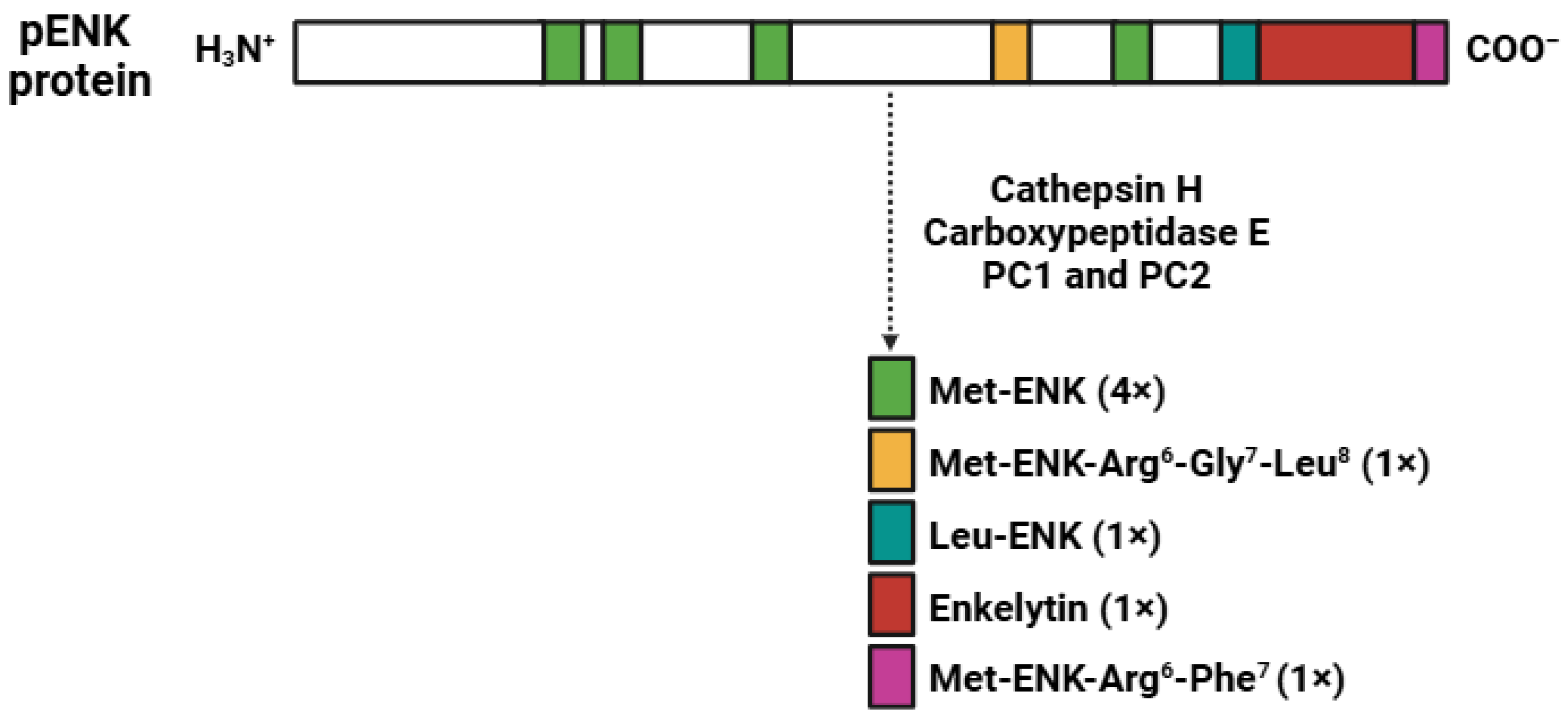 Biomedicines 13 00165 g003