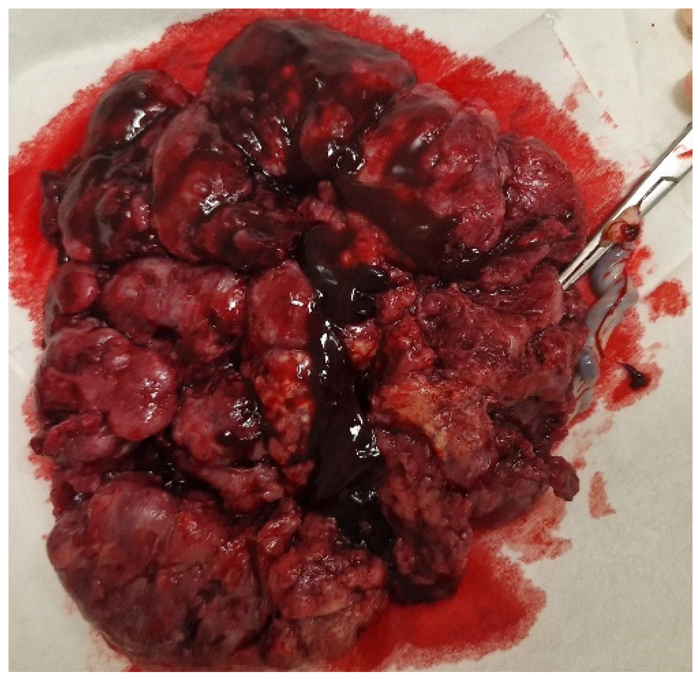 Biomedicines 13 00169 g002