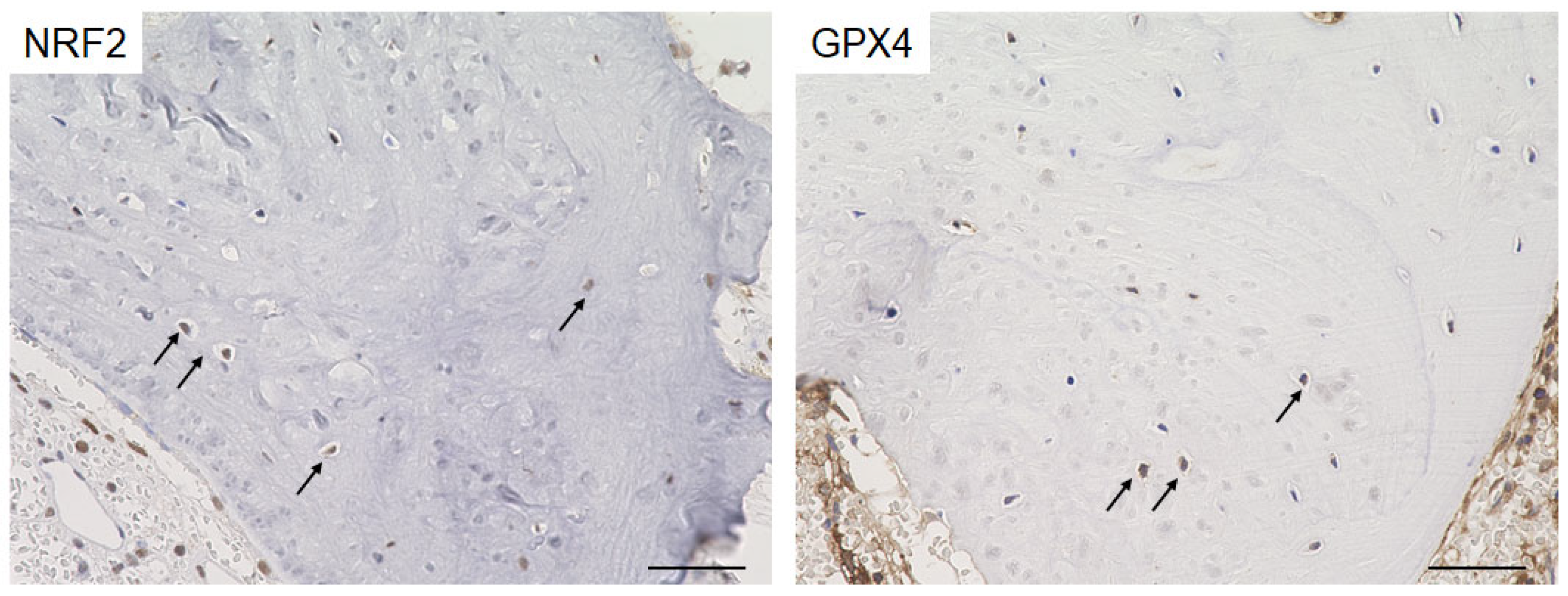 Biomedicines 13 00170 g001