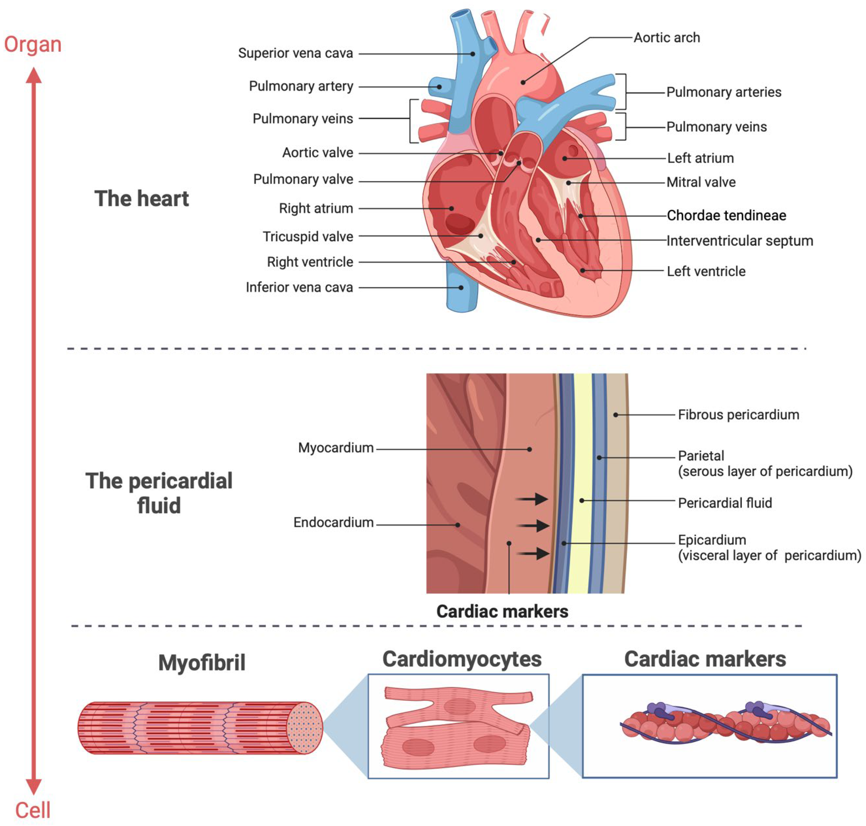 Biomedicines 13 00193 g006