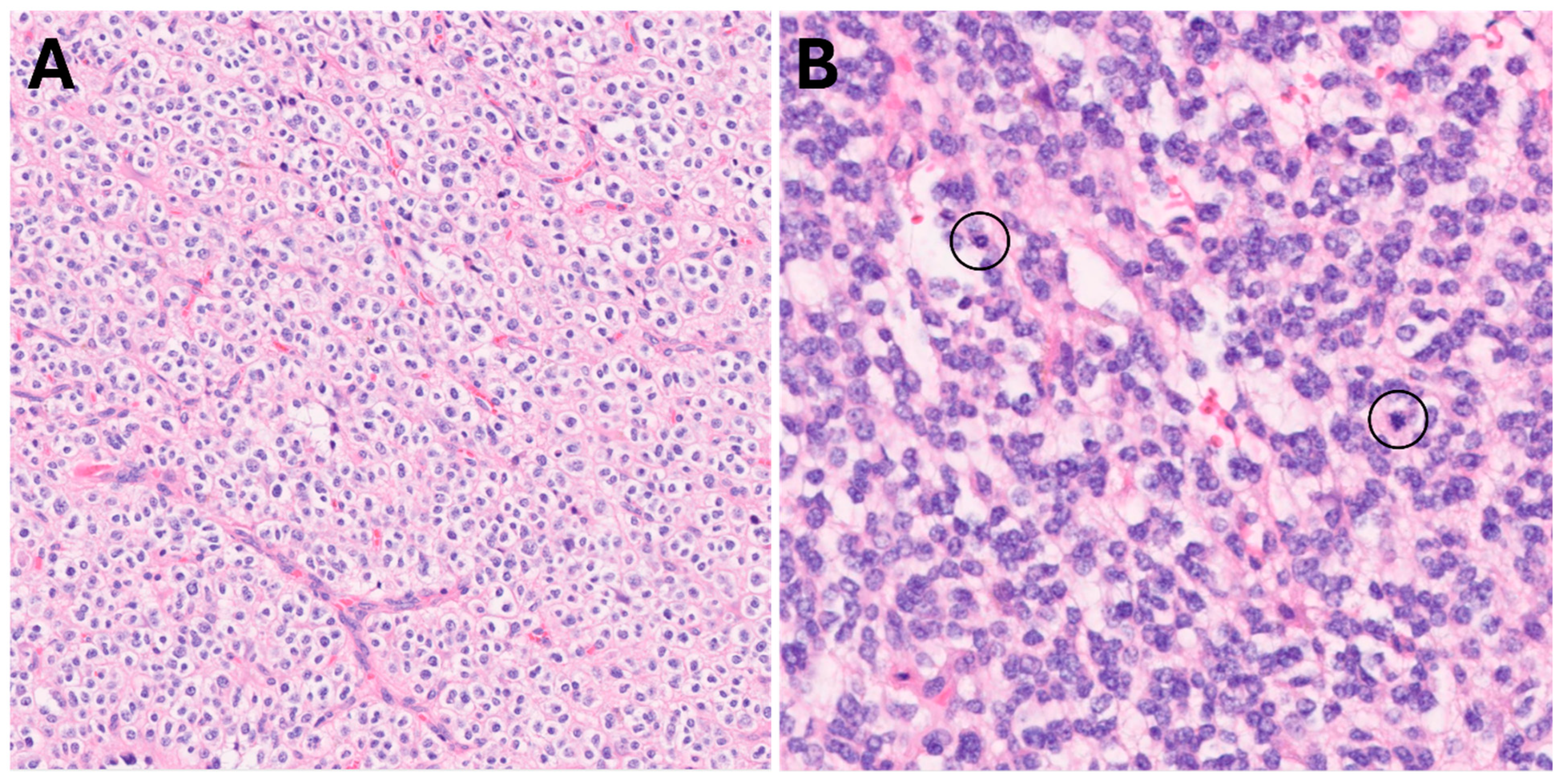 Biomedicines 13 00201 g004