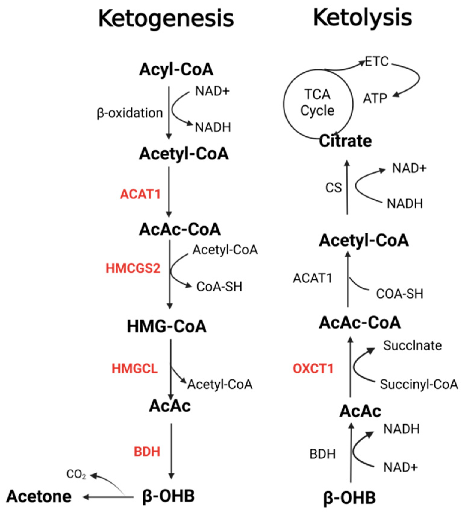 Biomedicines 13 00210 g001