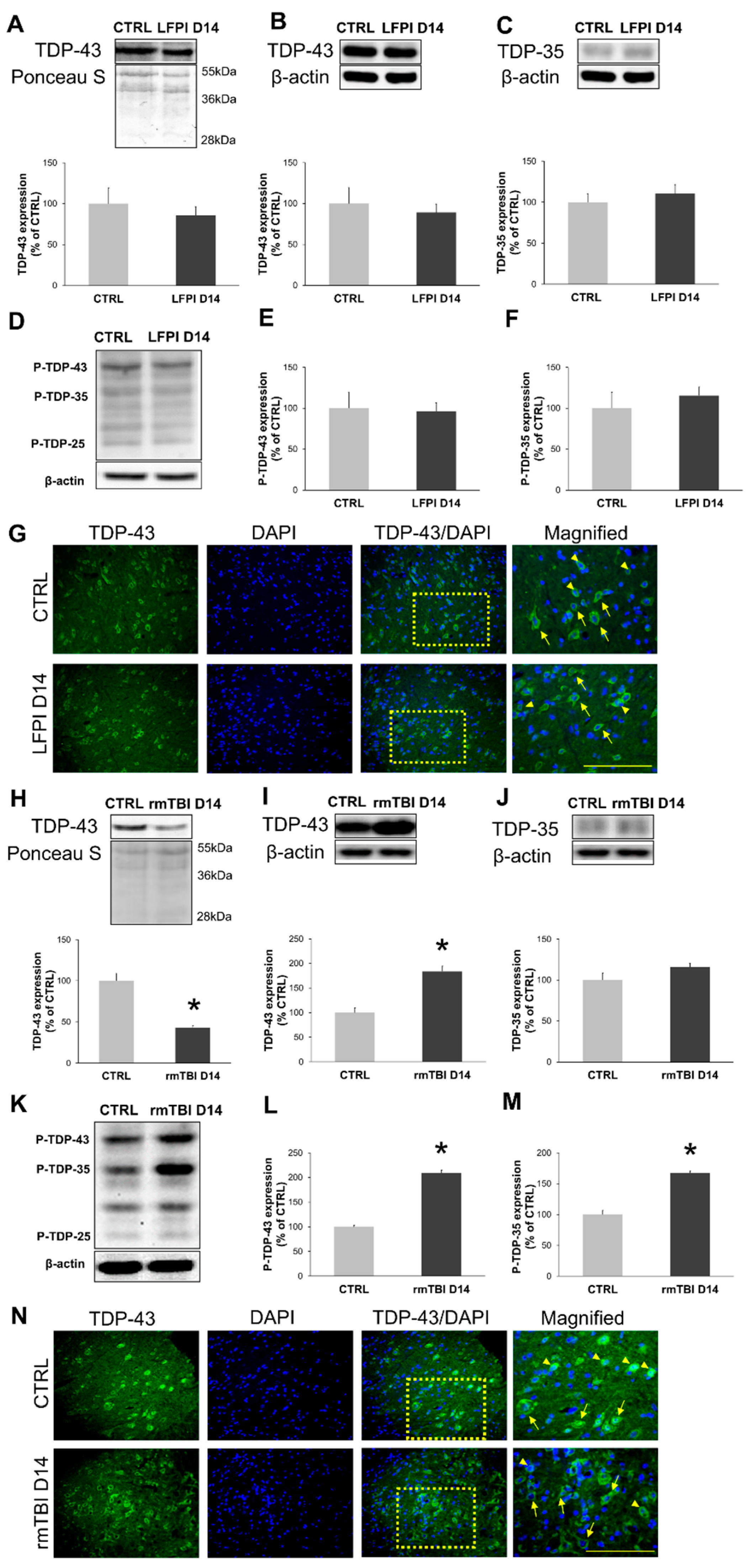 Biomedicines 13 00218 g003