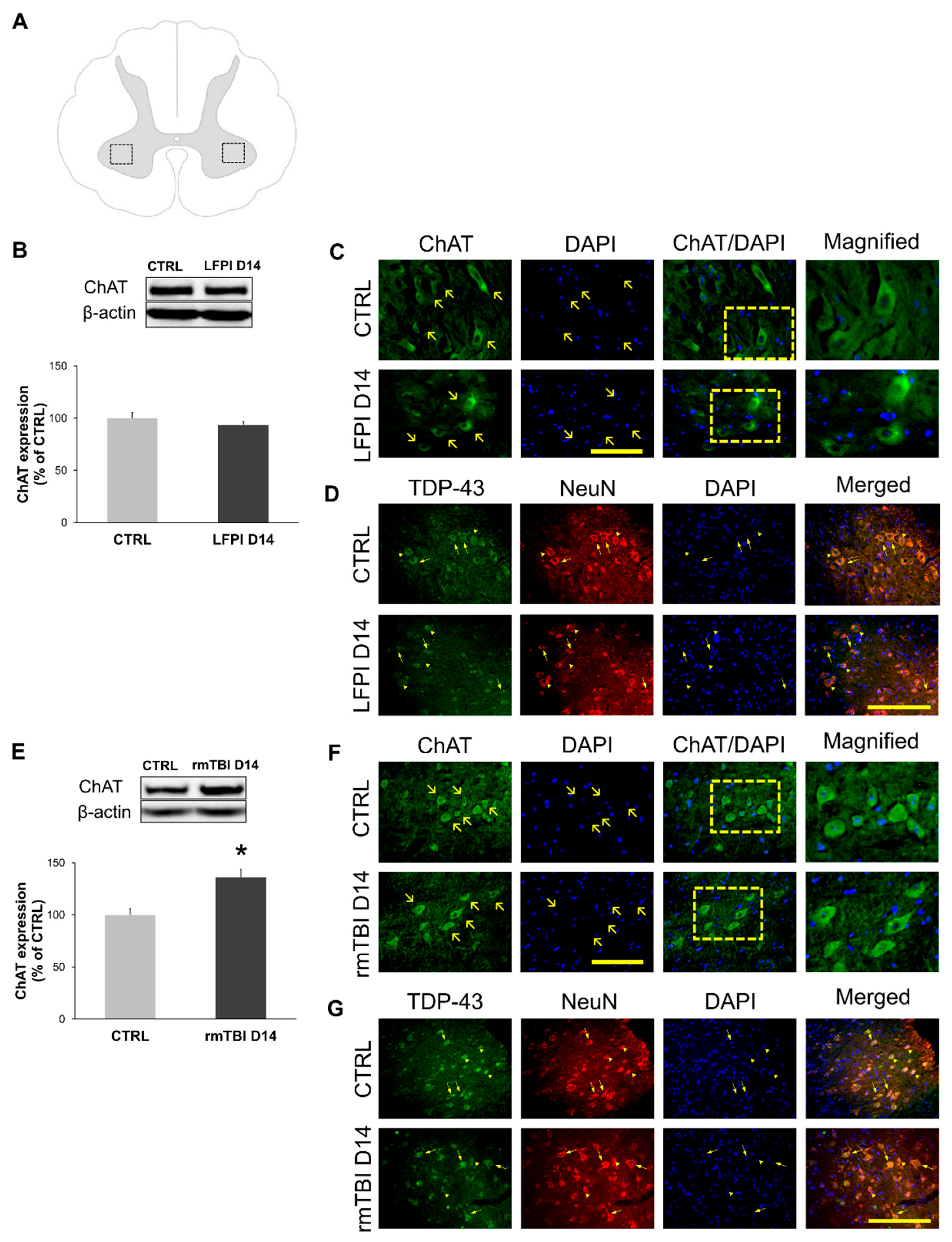 Biomedicines 13 00218 g004