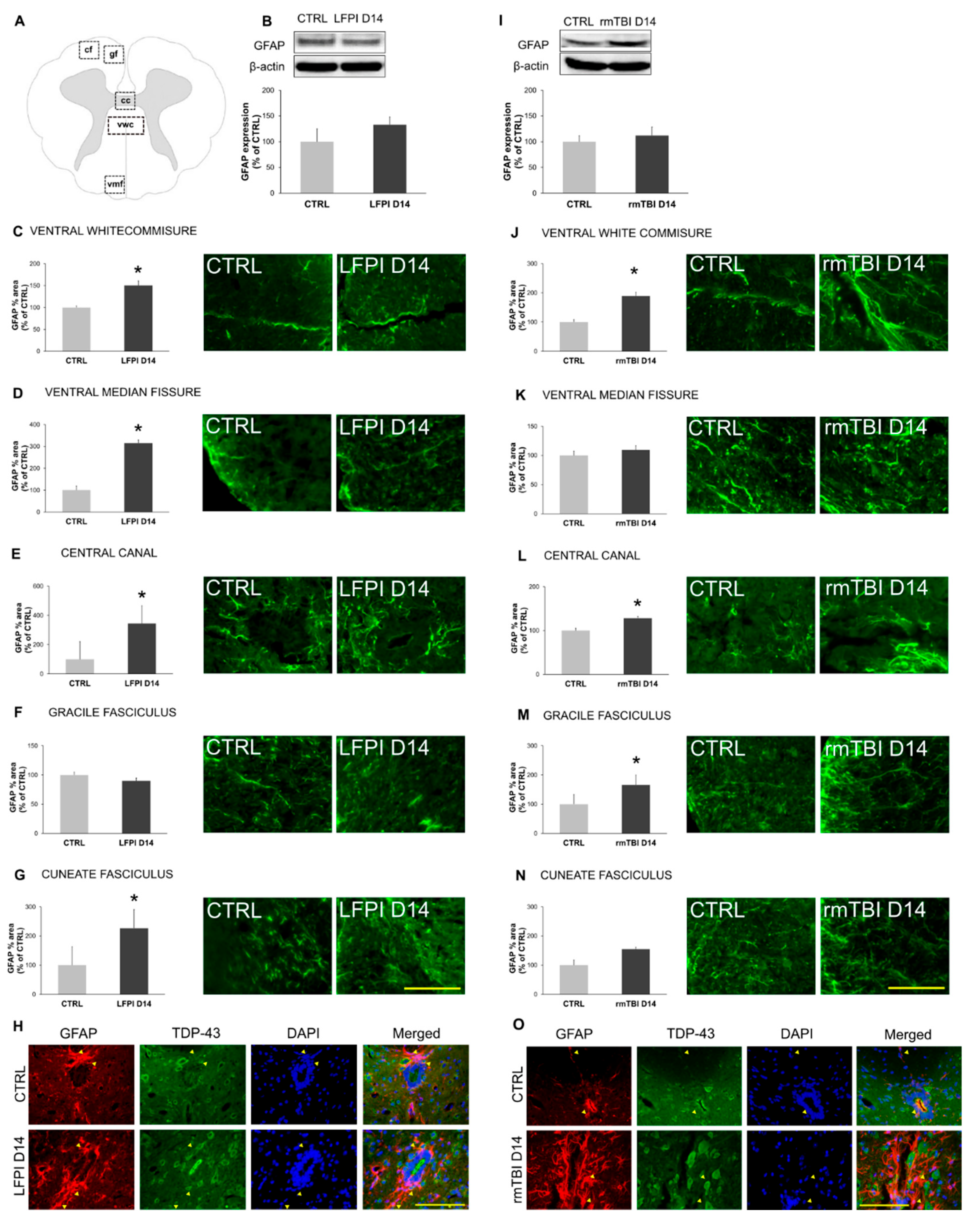 Biomedicines 13 00218 g006