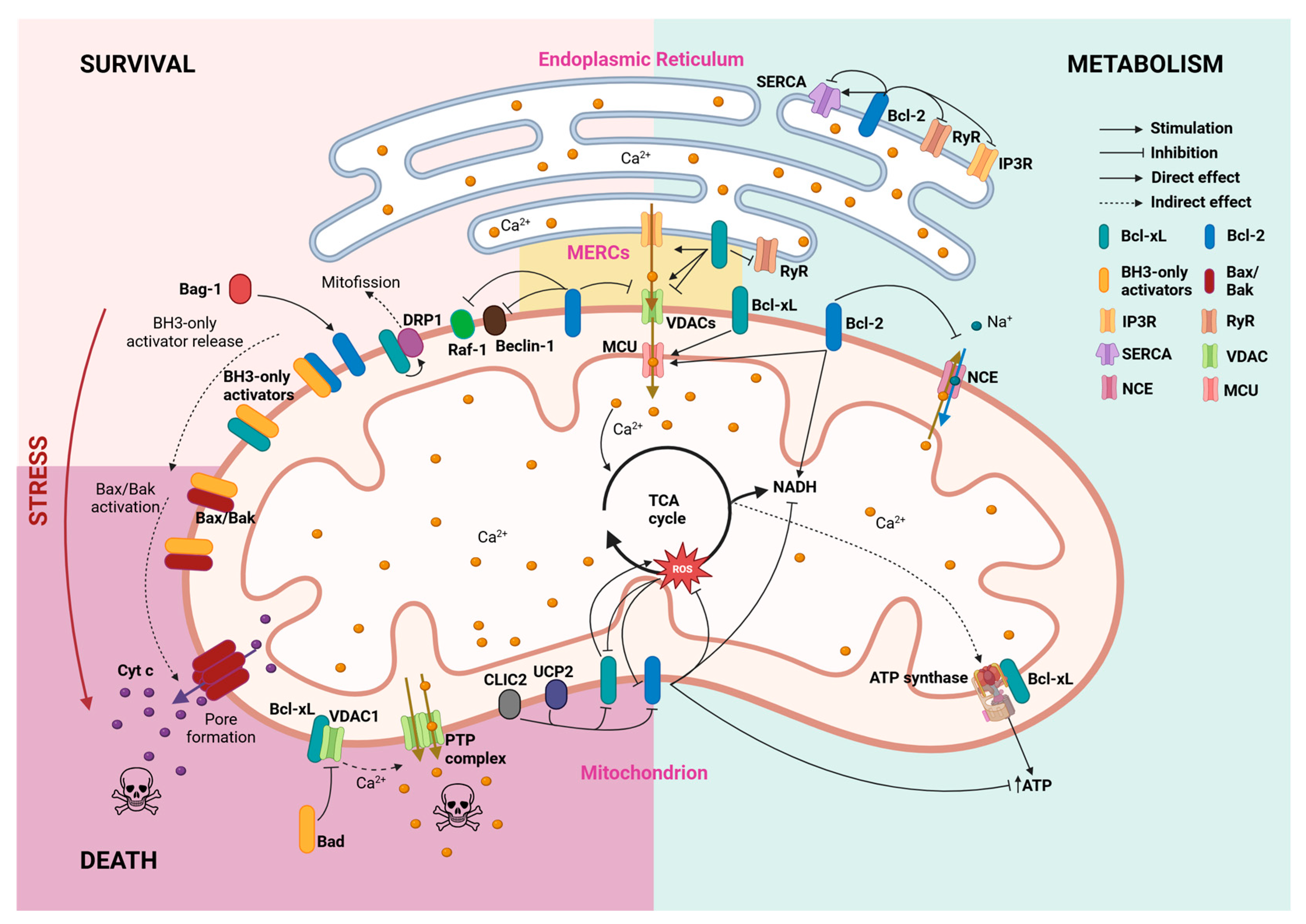 Biomedicines 13 00223 g001