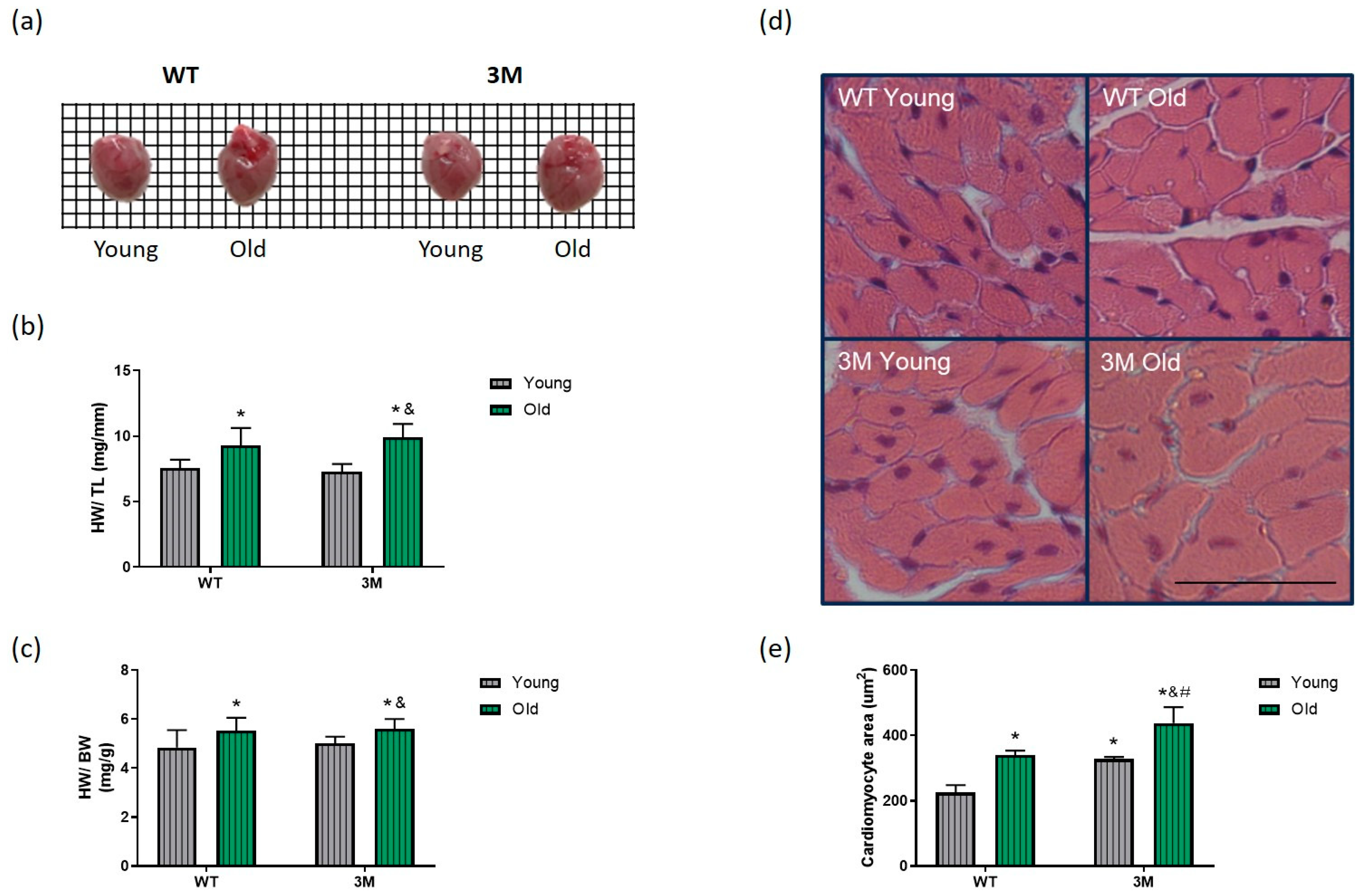 Biomedicines 13 00224 g002