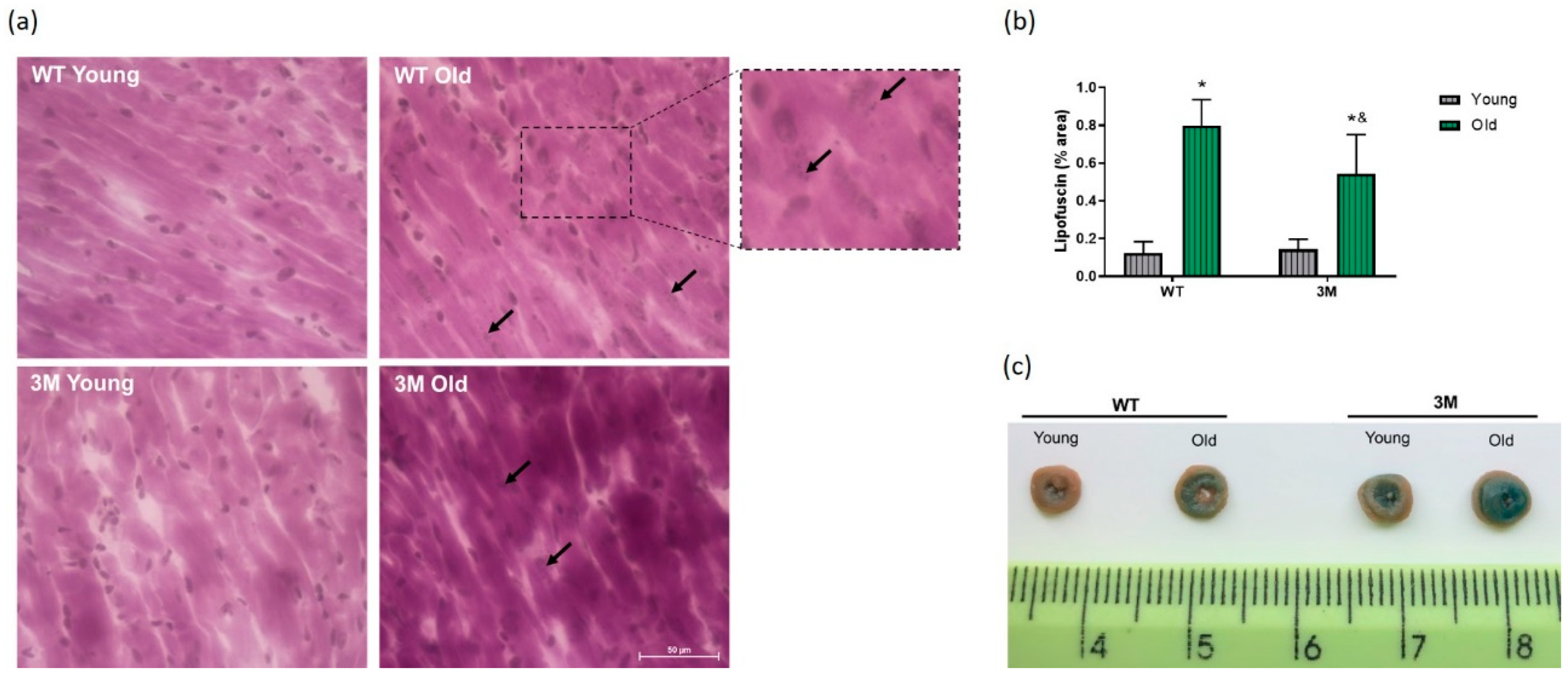 Biomedicines 13 00224 g006