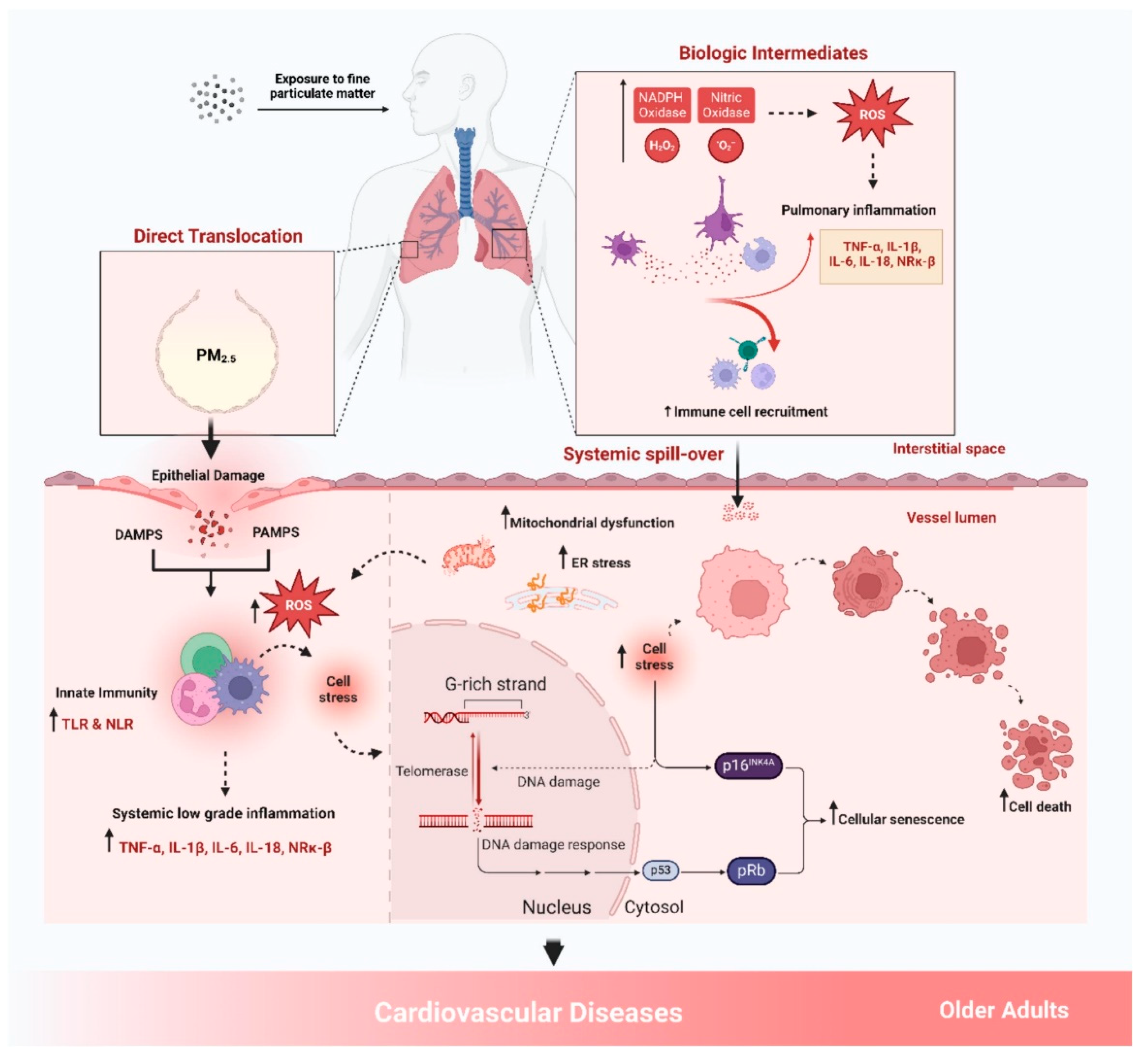 Biomedicines 13 00241 g002