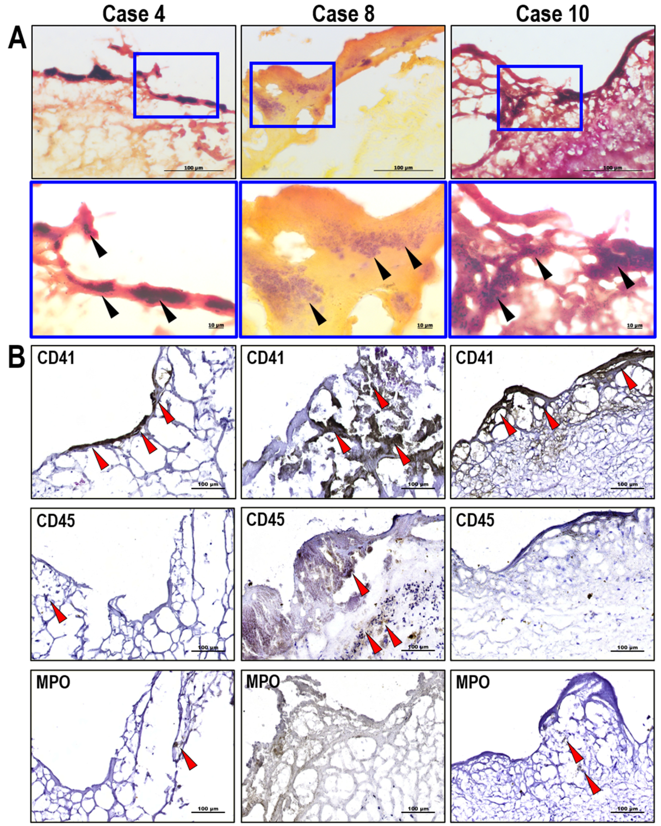 Biomedicines 13 00245 g001