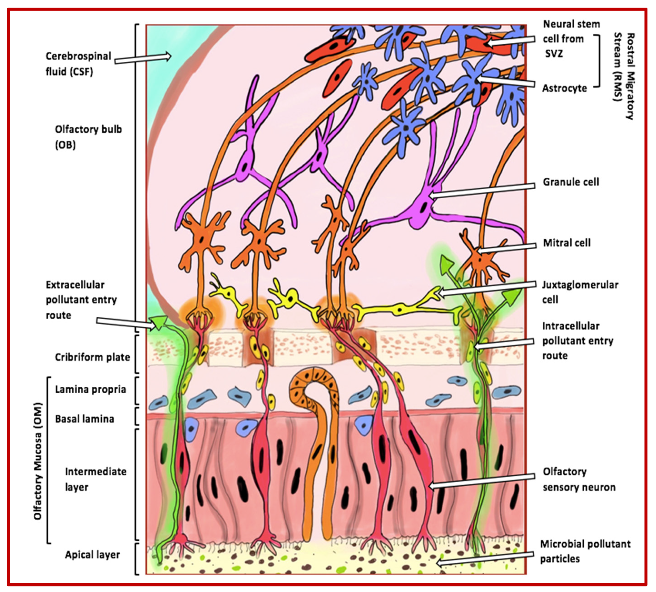 Biomedicines 13 00246 g001