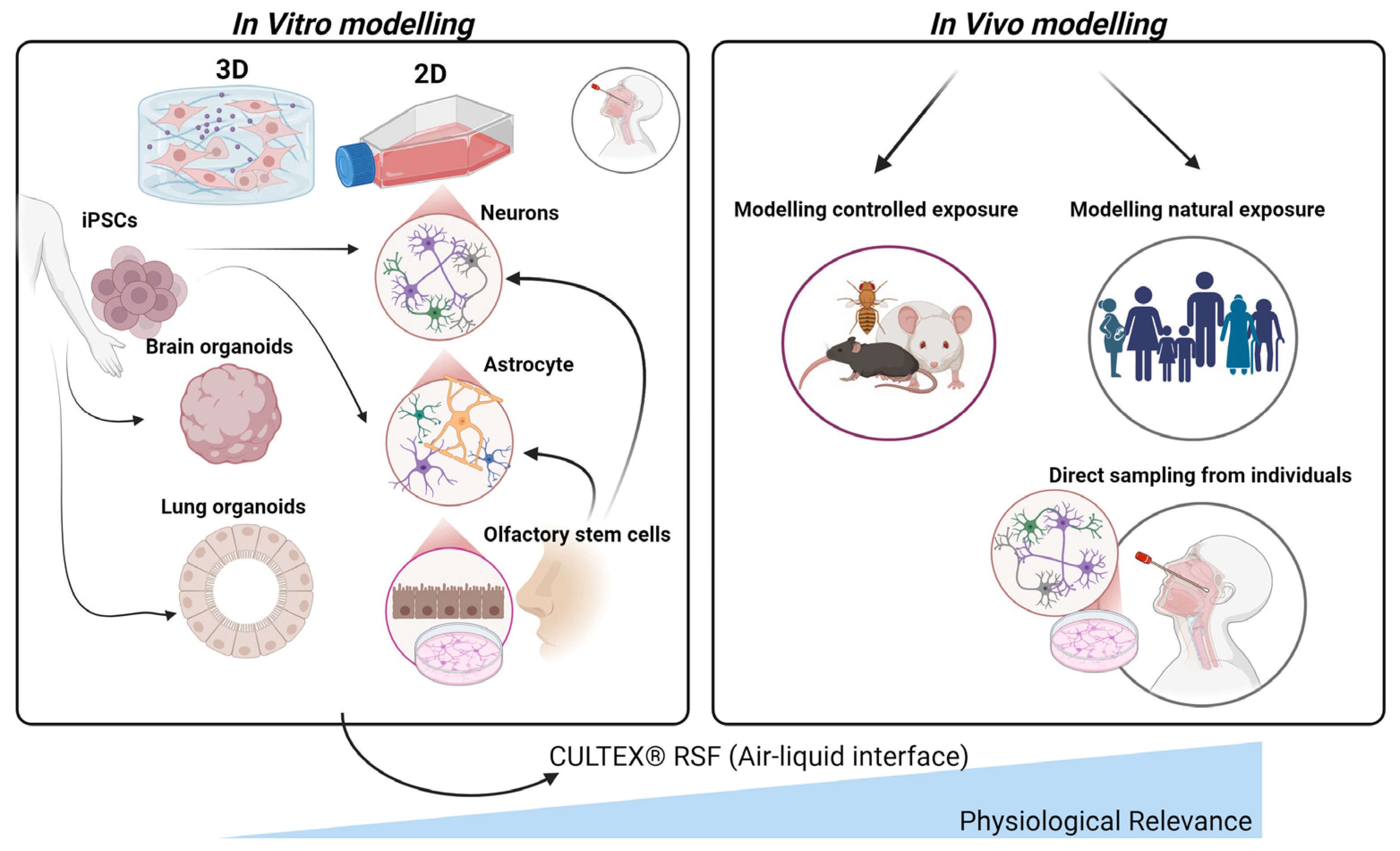 Biomedicines 13 00246 g004