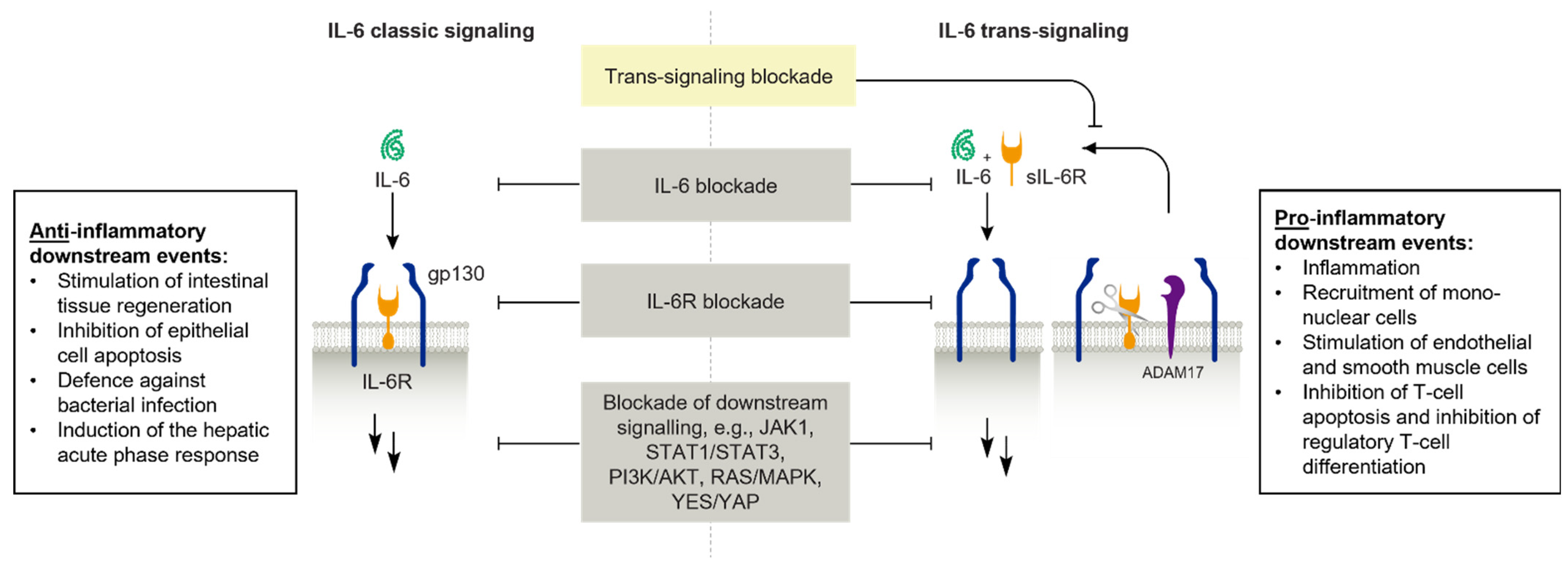 Biomedicines 13 00247 g002