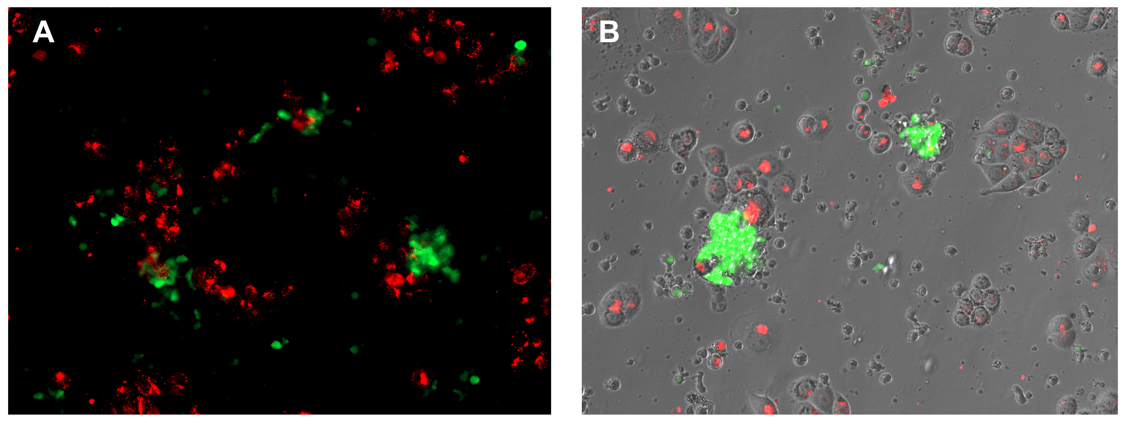Biomedicines 13 00264 g014