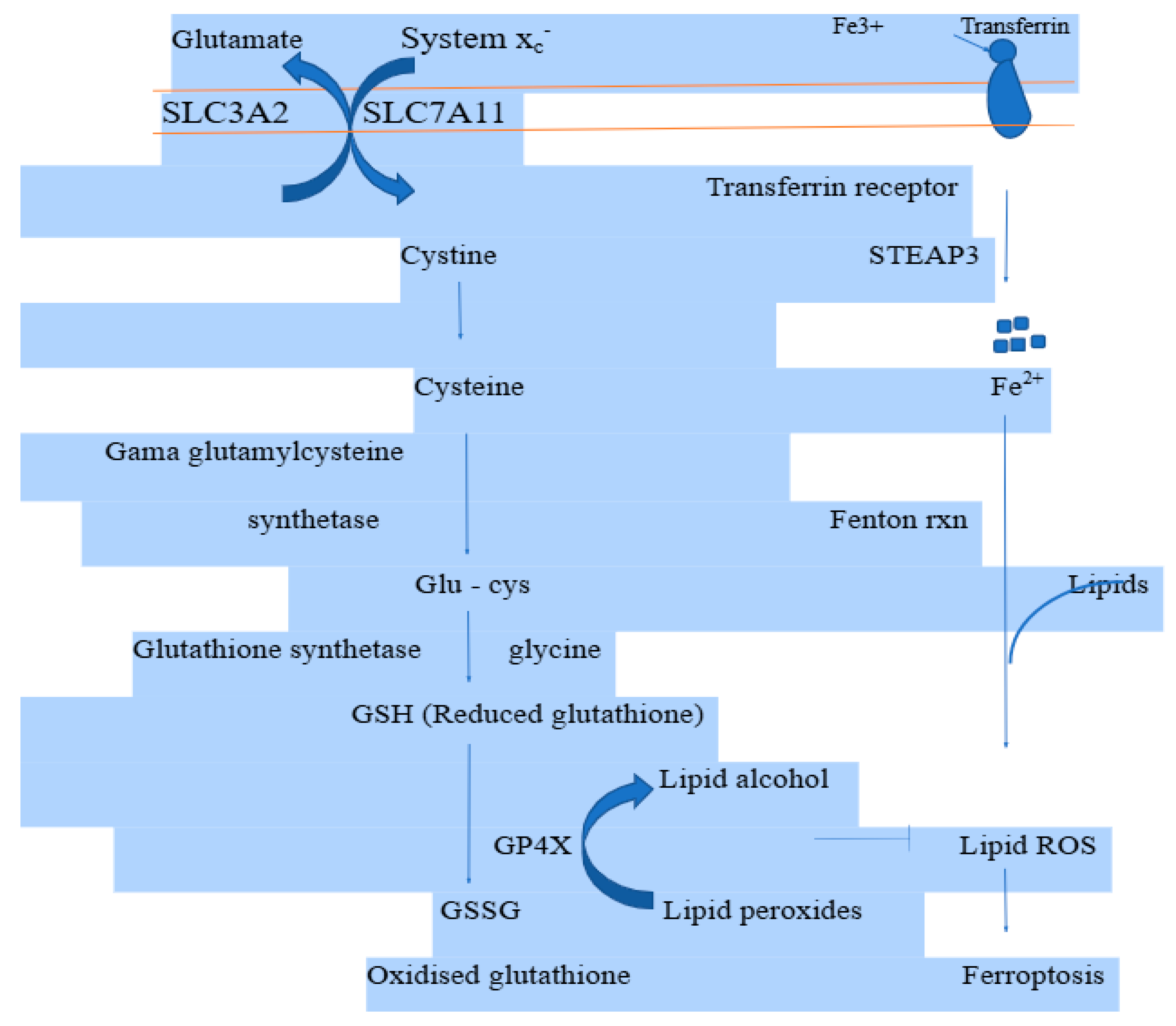 Biomedicines 13 00265 g003