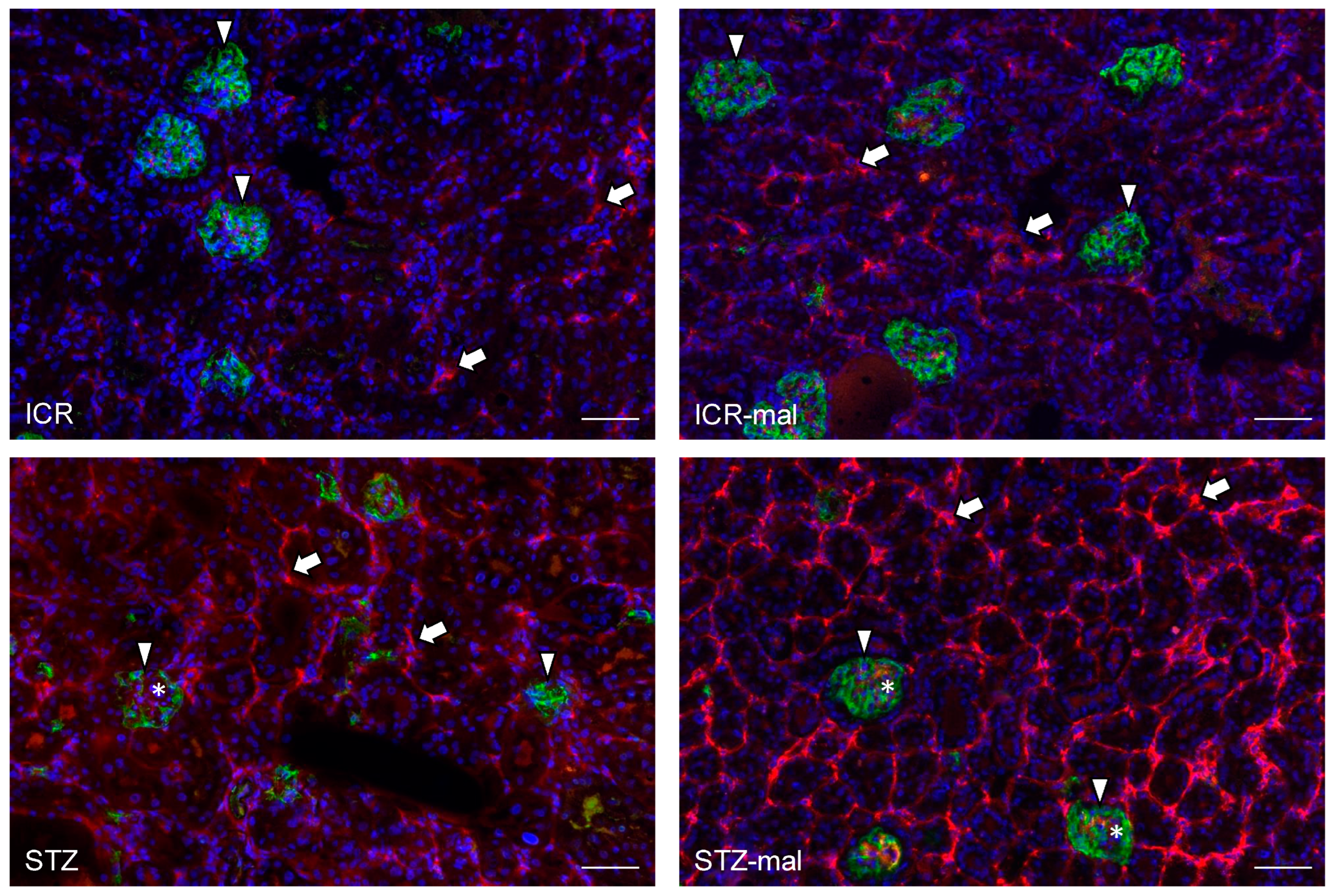 Biomedicines 13 00267 g003