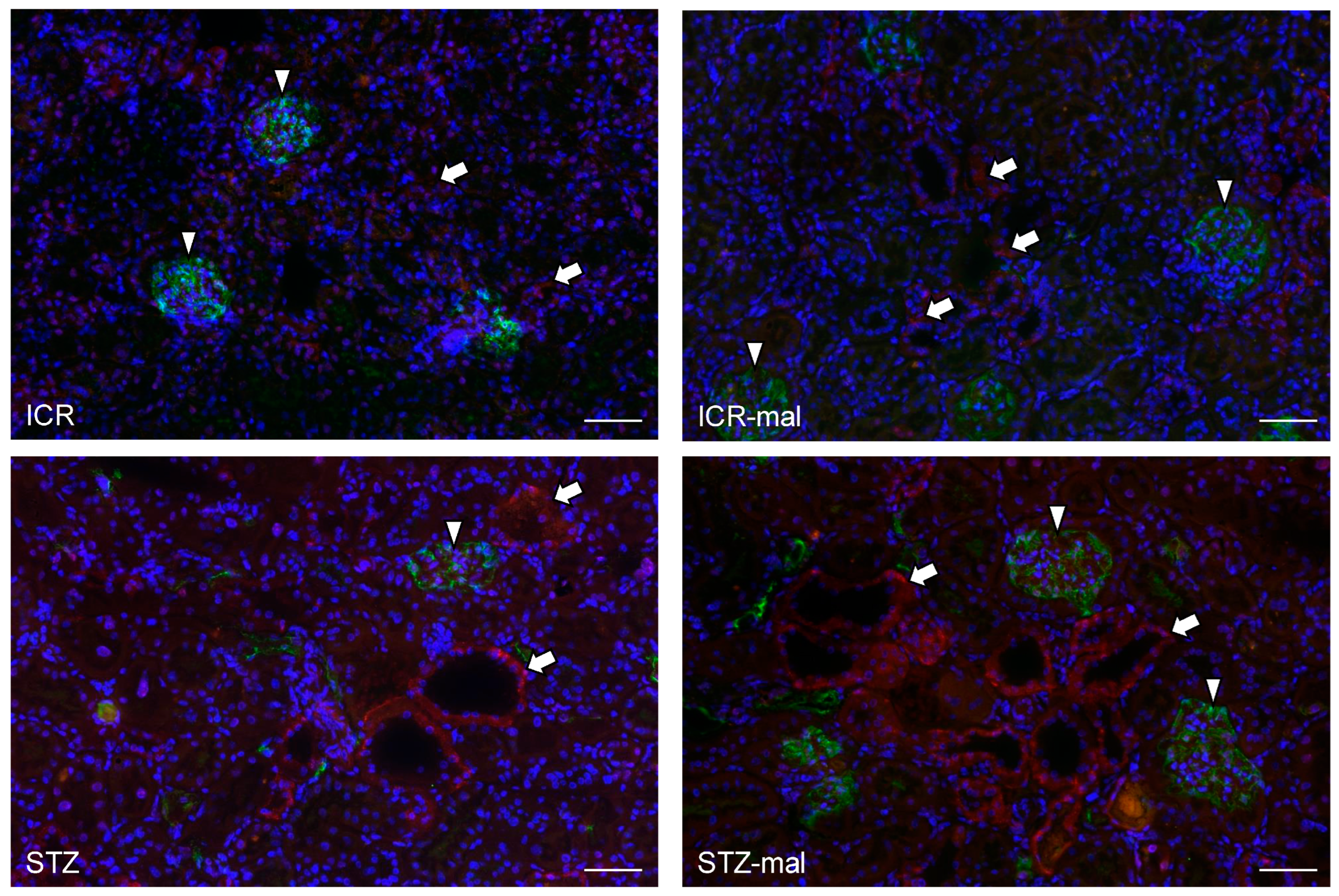 Biomedicines 13 00267 g004