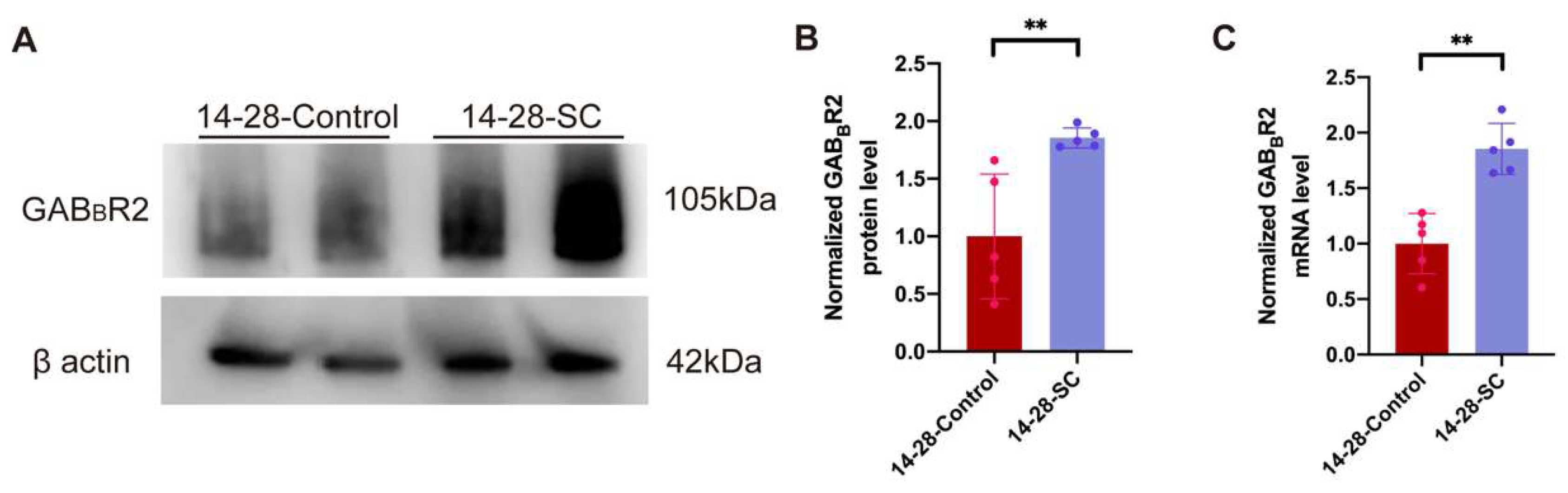 Biomedicines 13 00269 g005