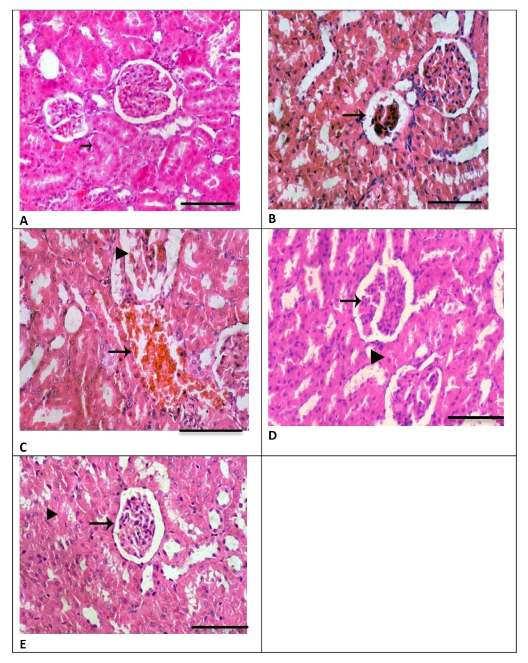 Biomedicines 13 00271 g003