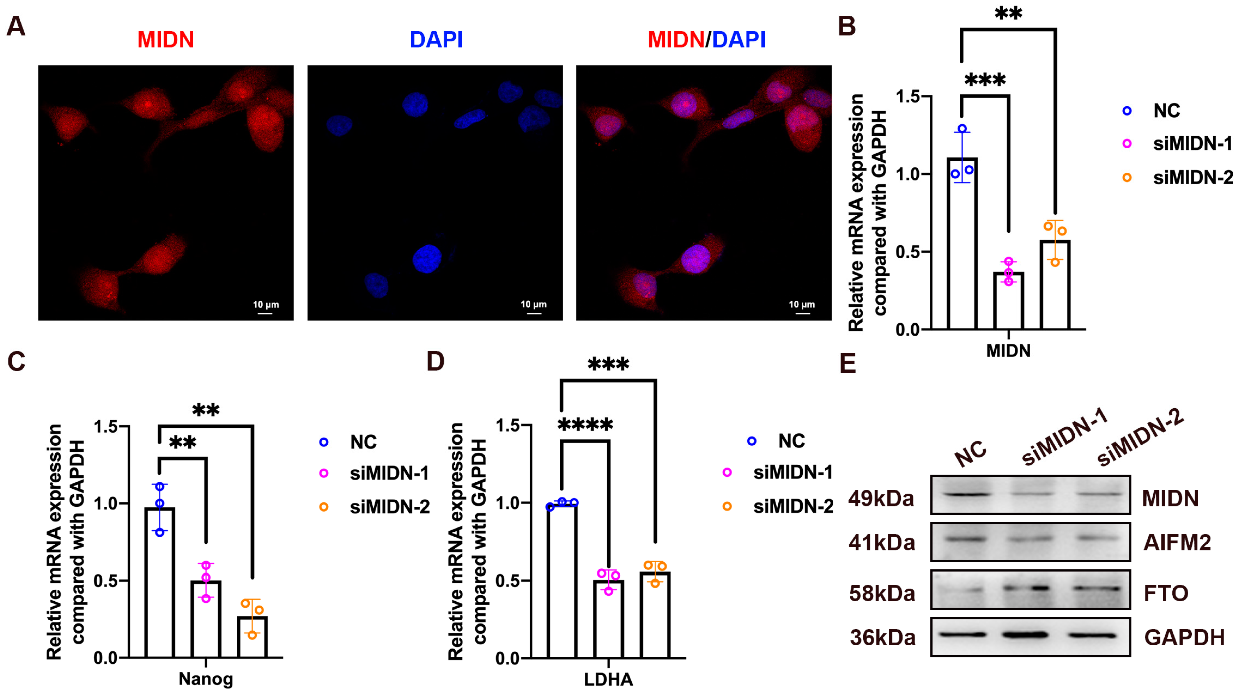 Biomedicines 13 00276 g013