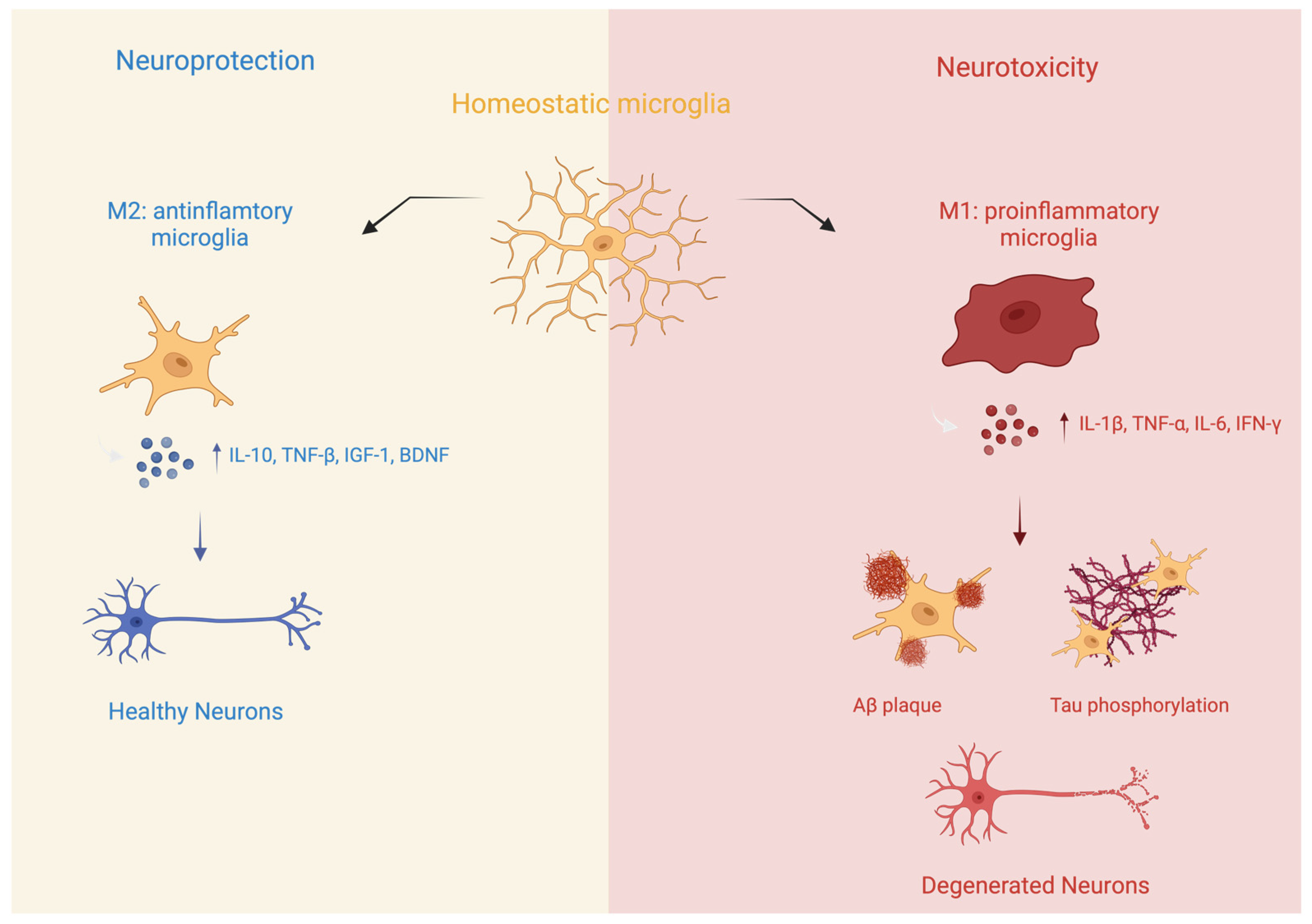 Biomedicines 13 00279 g001