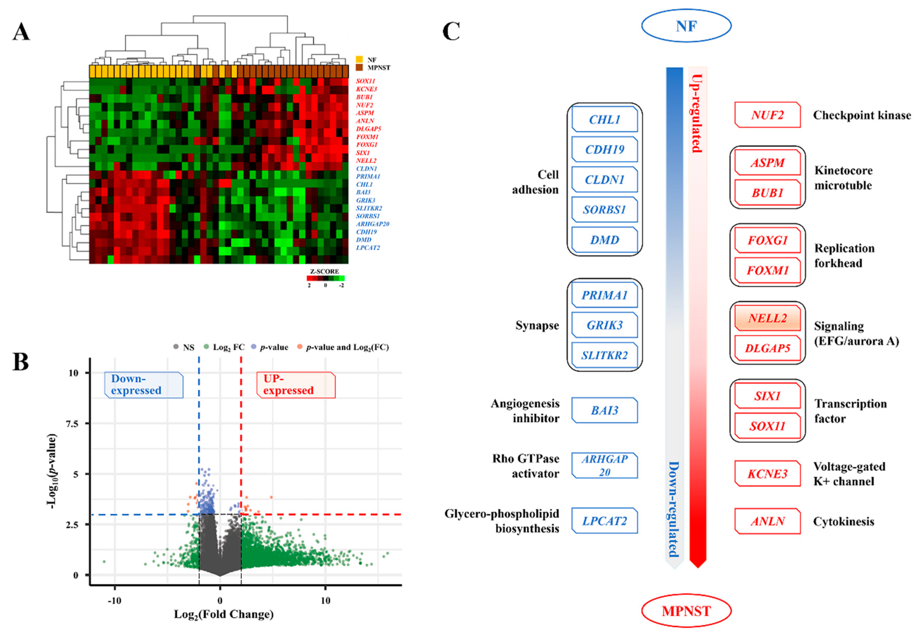Biomedicines 13 00281 g002