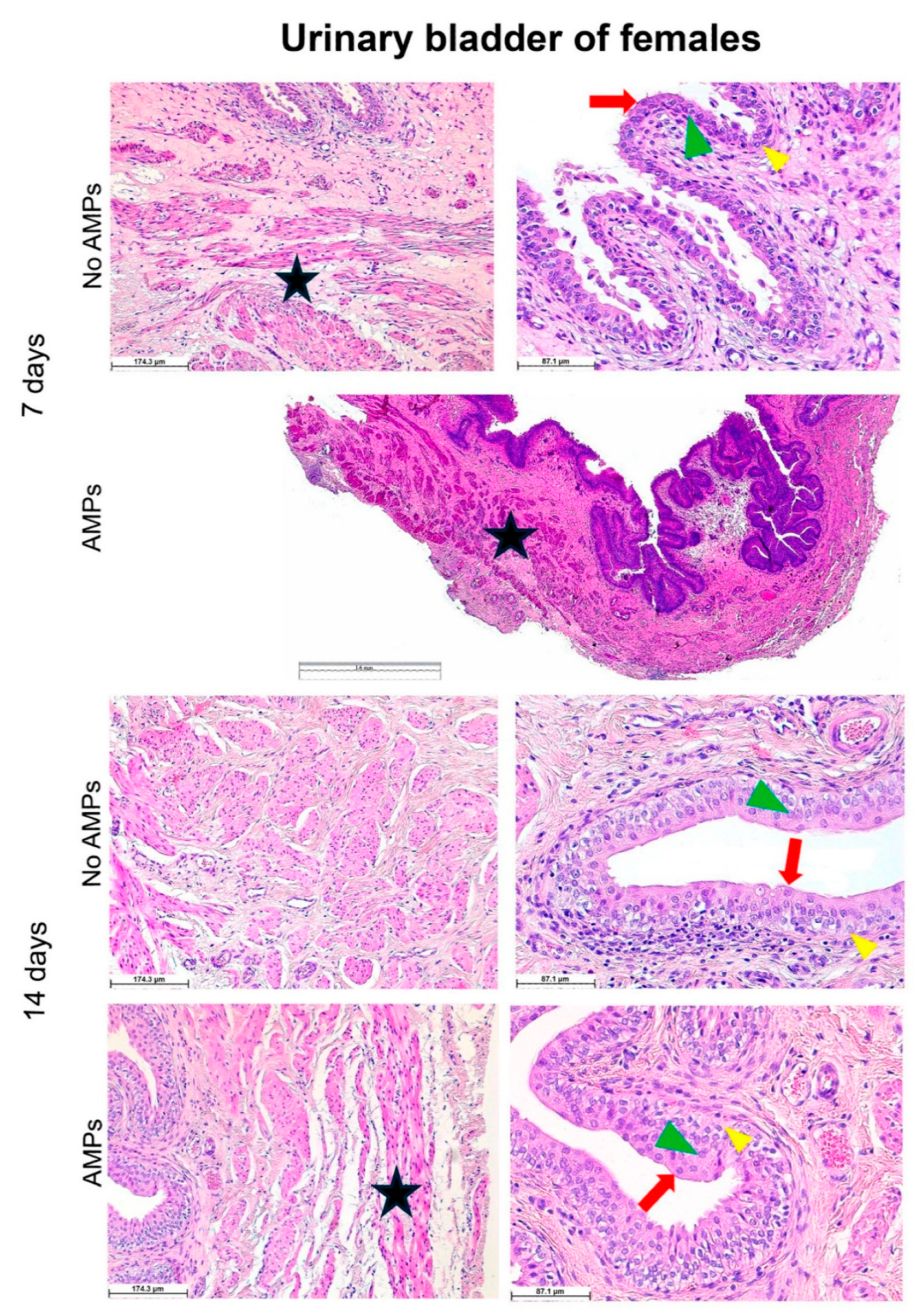 Biomedicines 13 00285 g007