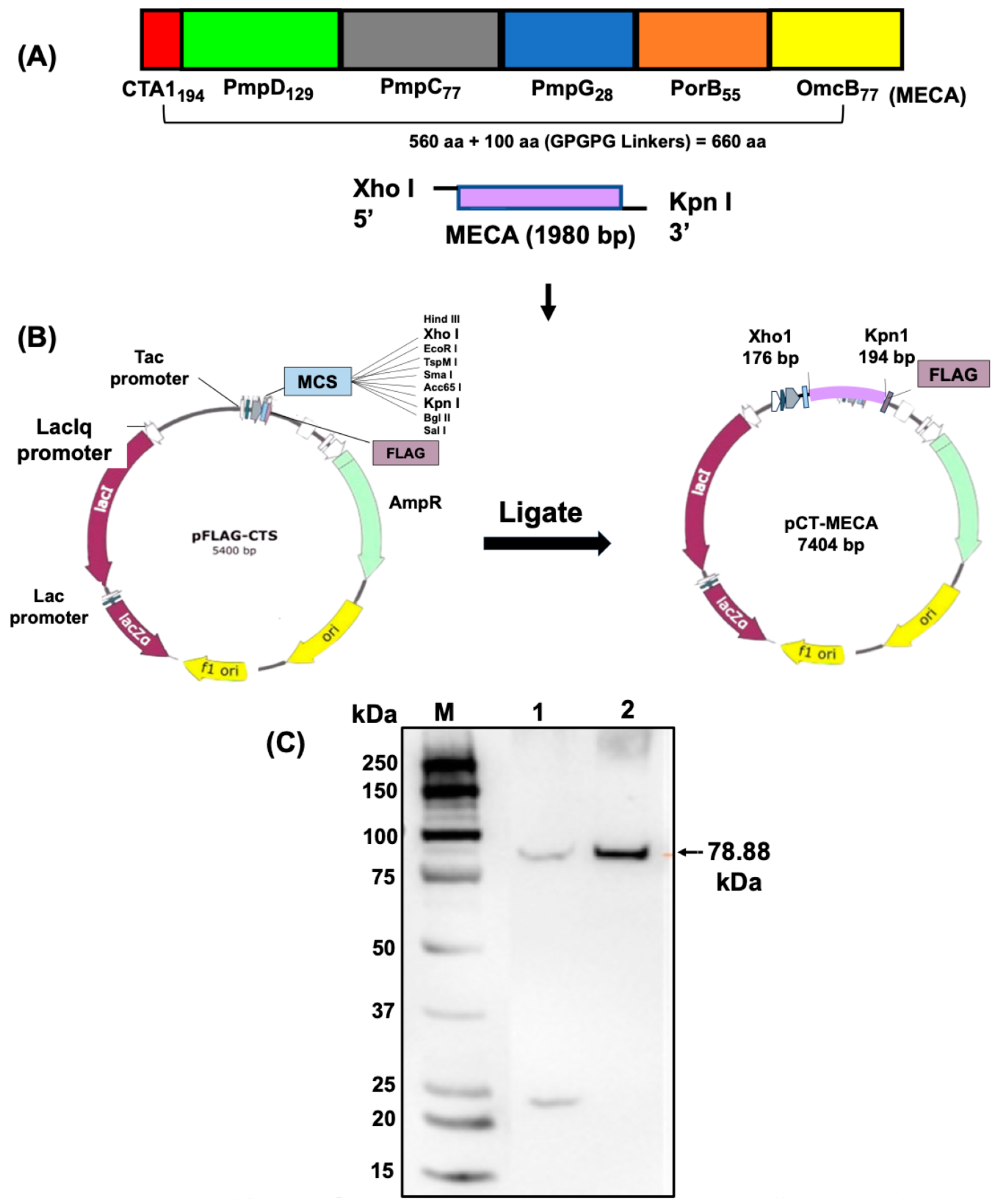 Biomedicines 13 00288 g001