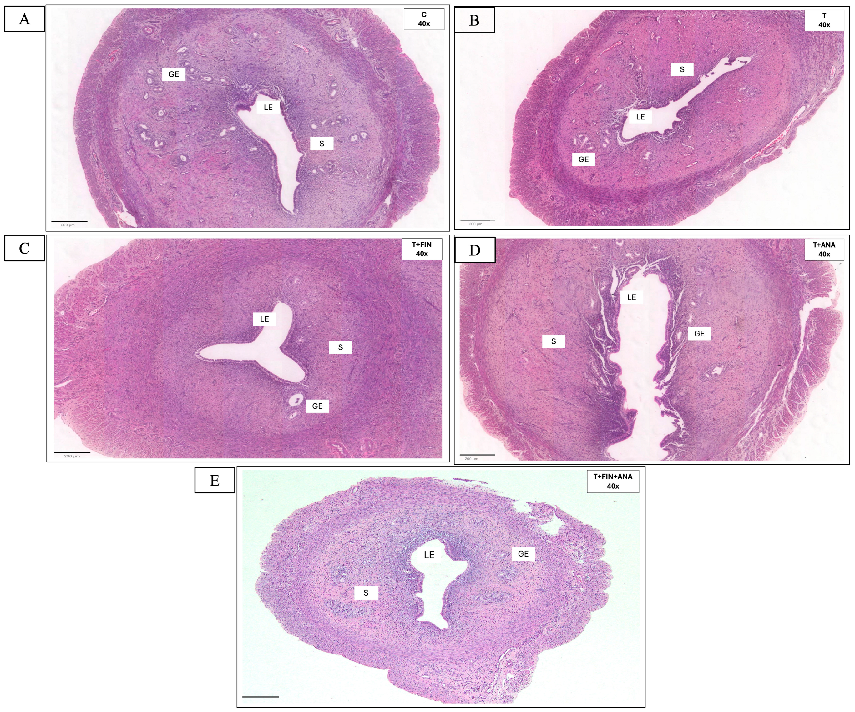 Biomedicines 13 00289 g002a