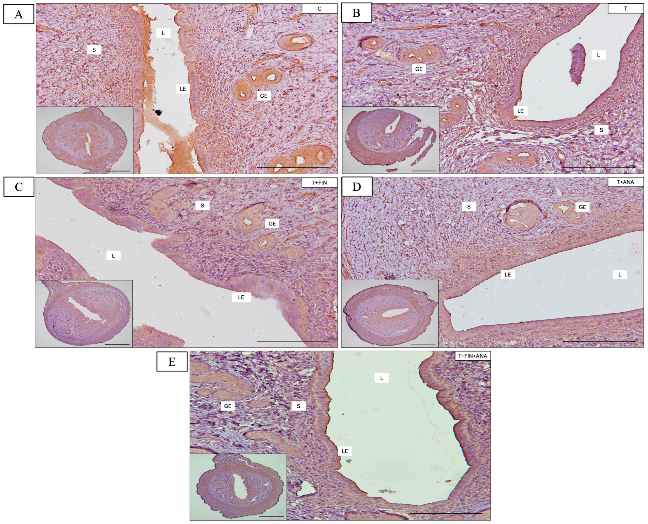 Biomedicines 13 00289 g005a