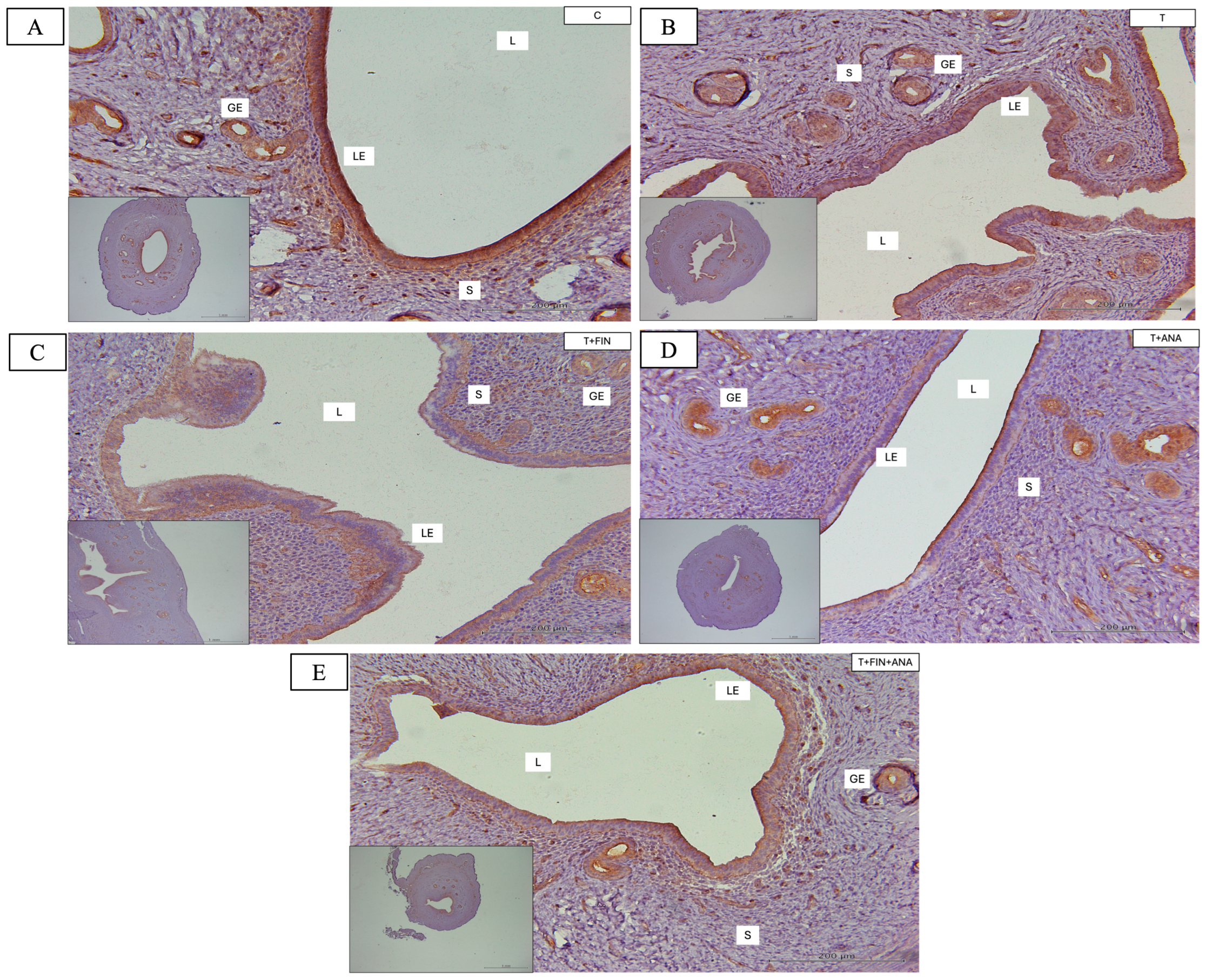 Biomedicines 13 00289 g007a