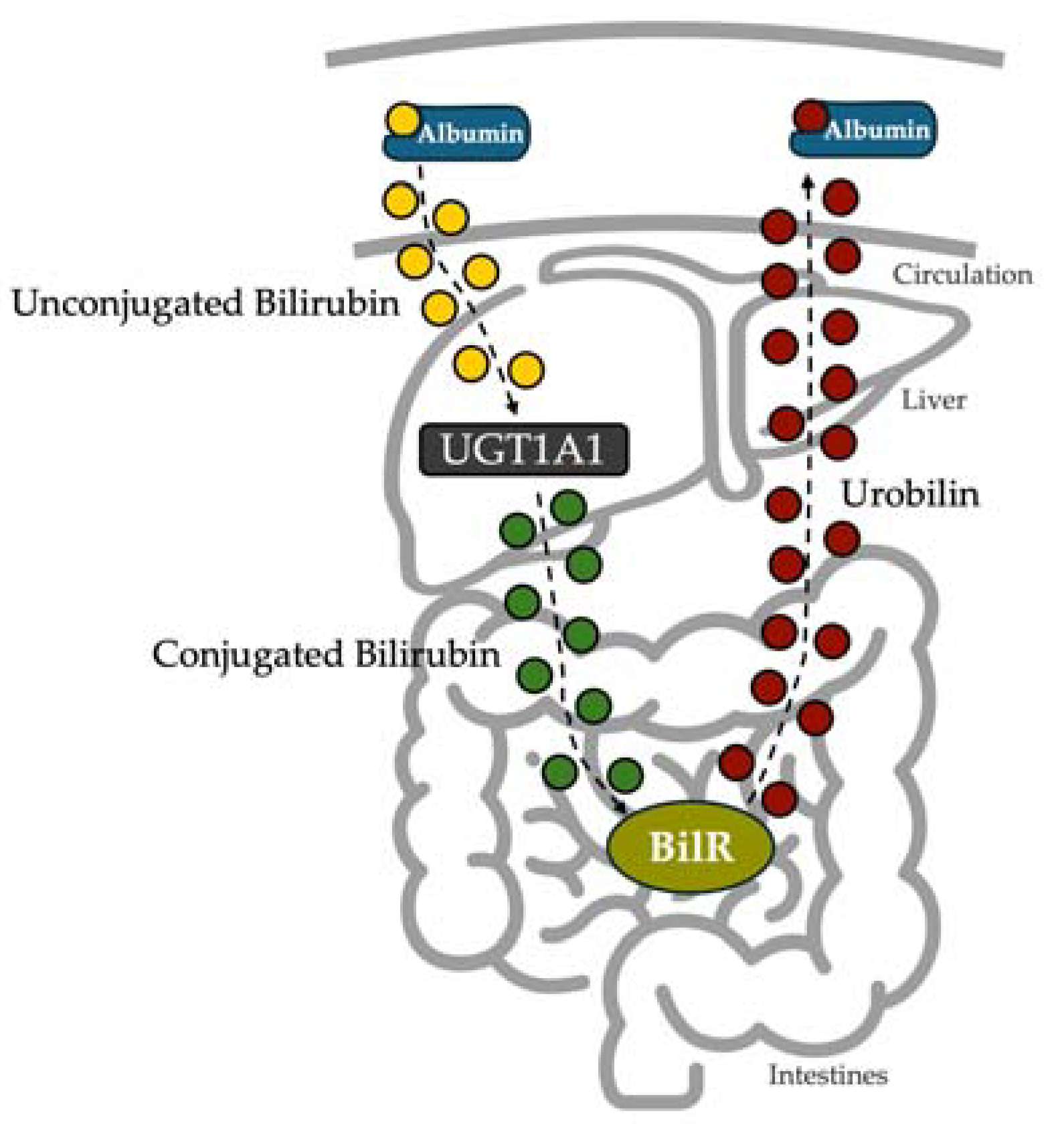 Biomedicines 13 00302 g006
