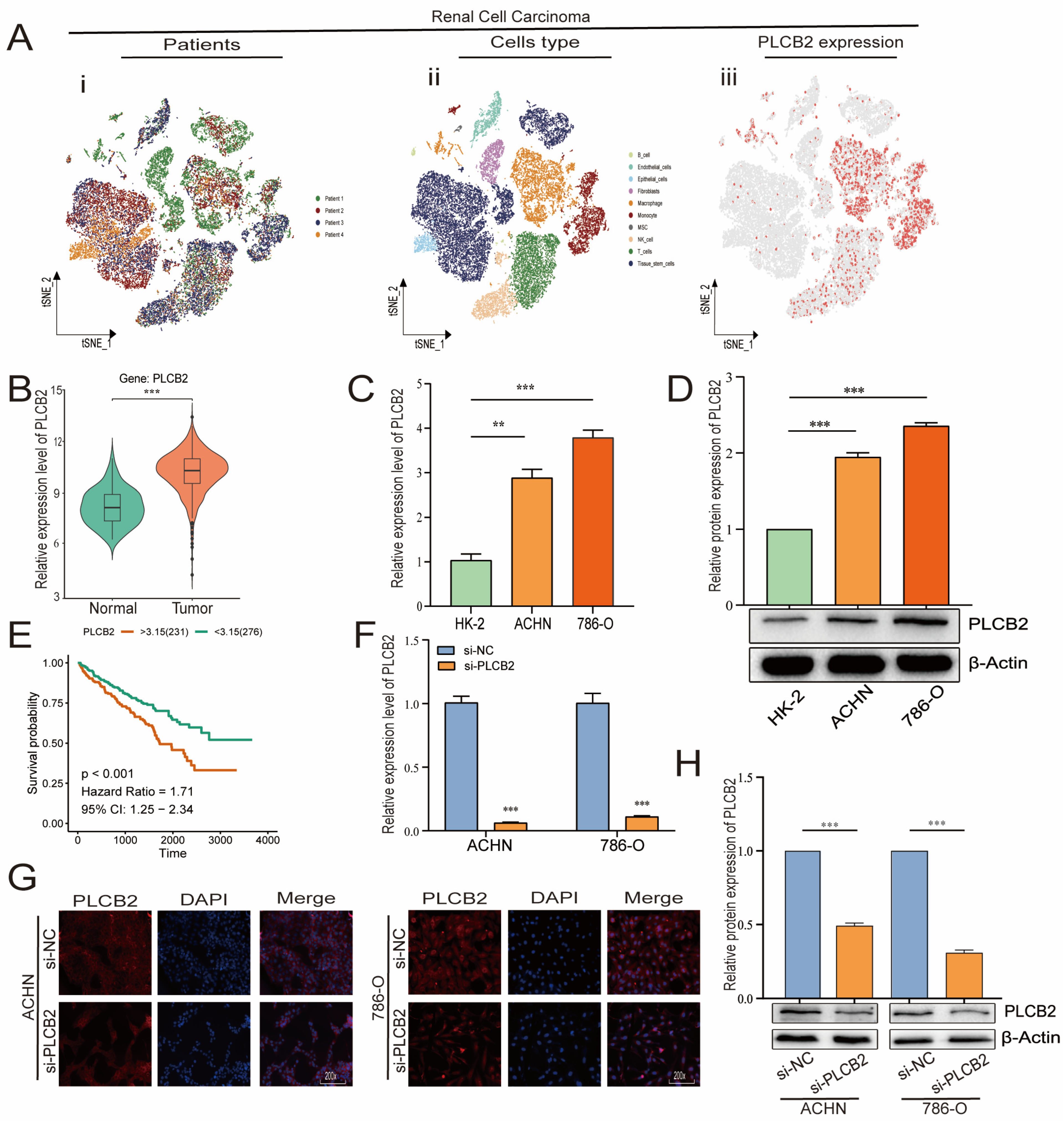 Biomedicines 13 00304 g007