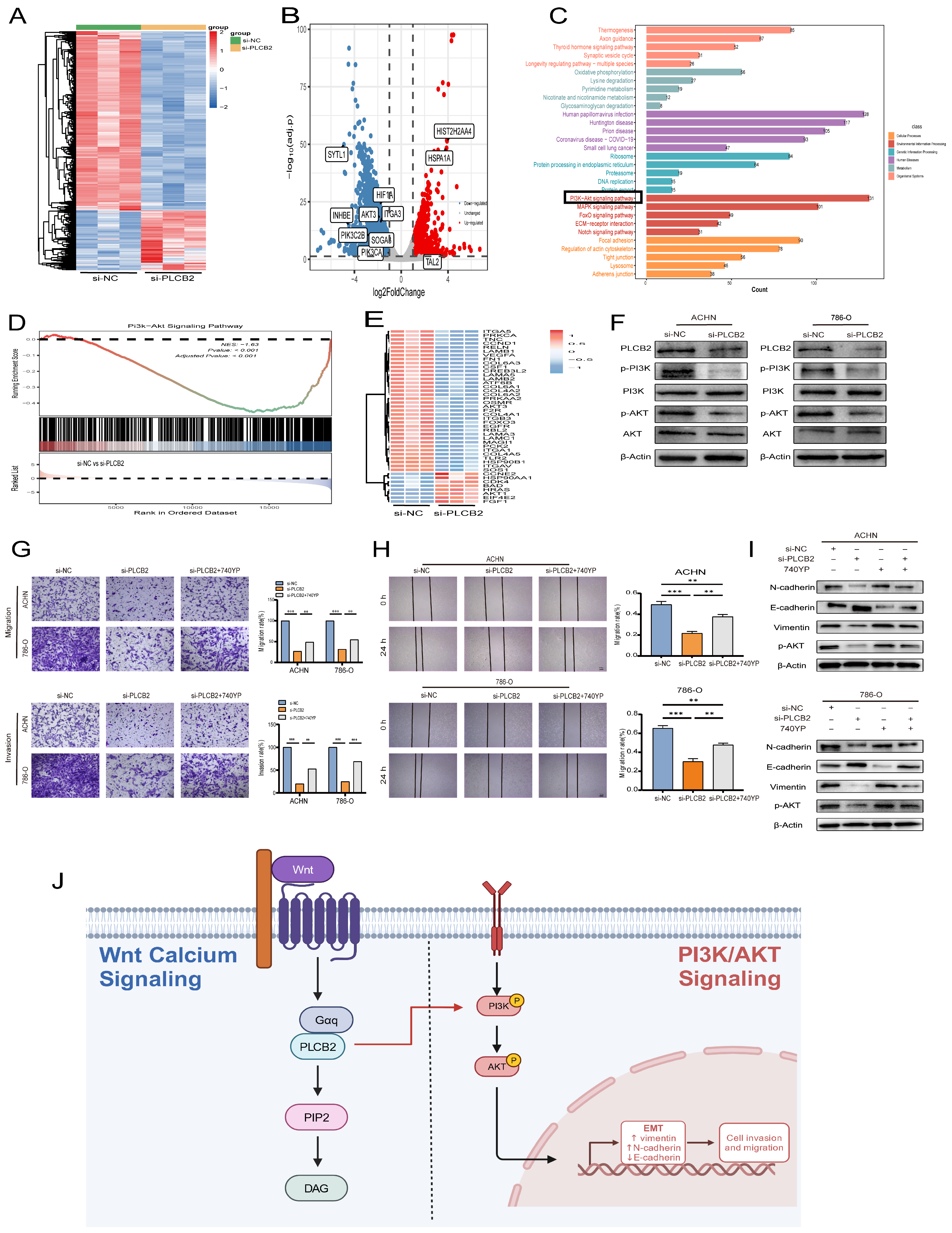 Biomedicines 13 00304 g010