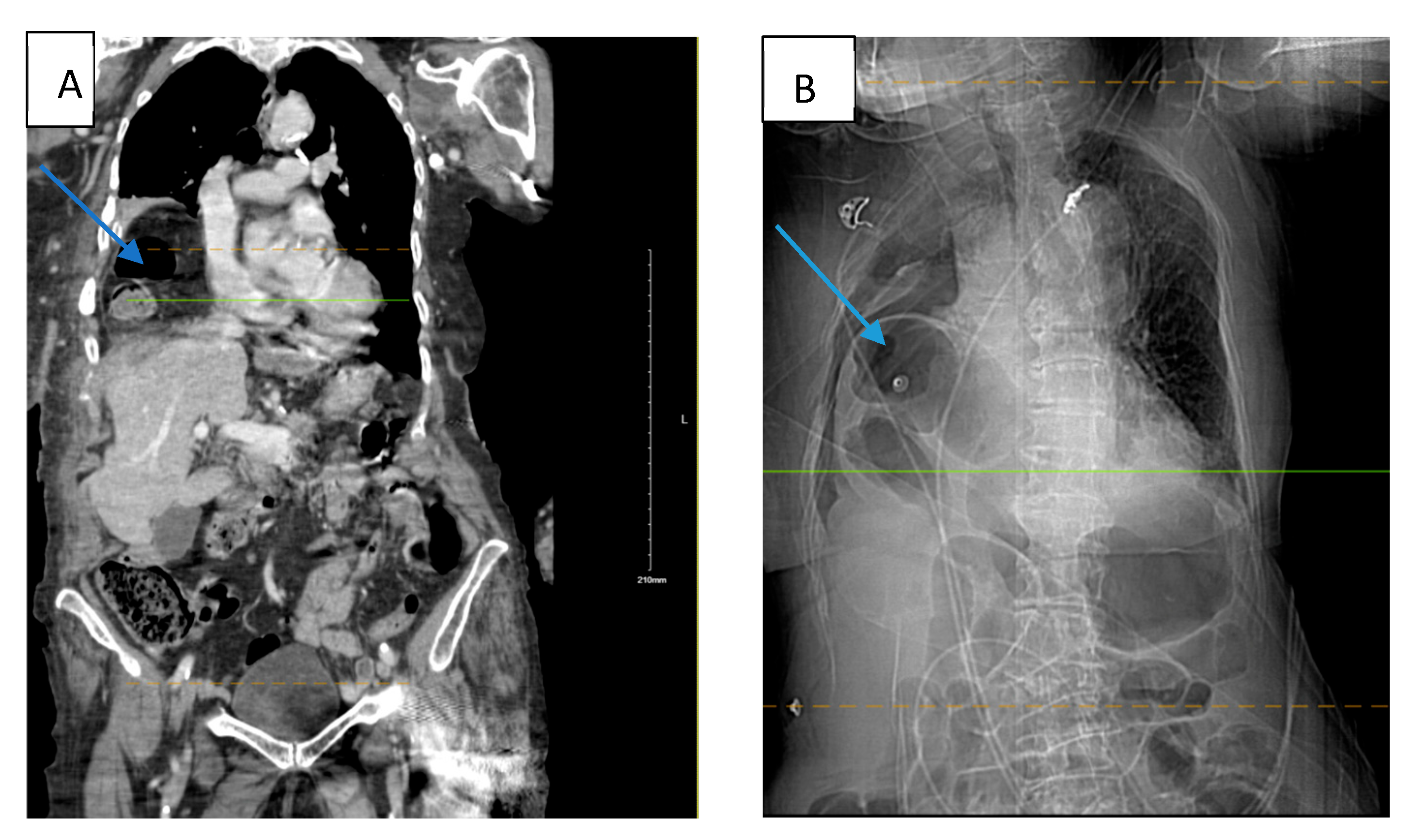 Biomedicines 13 00325 g001