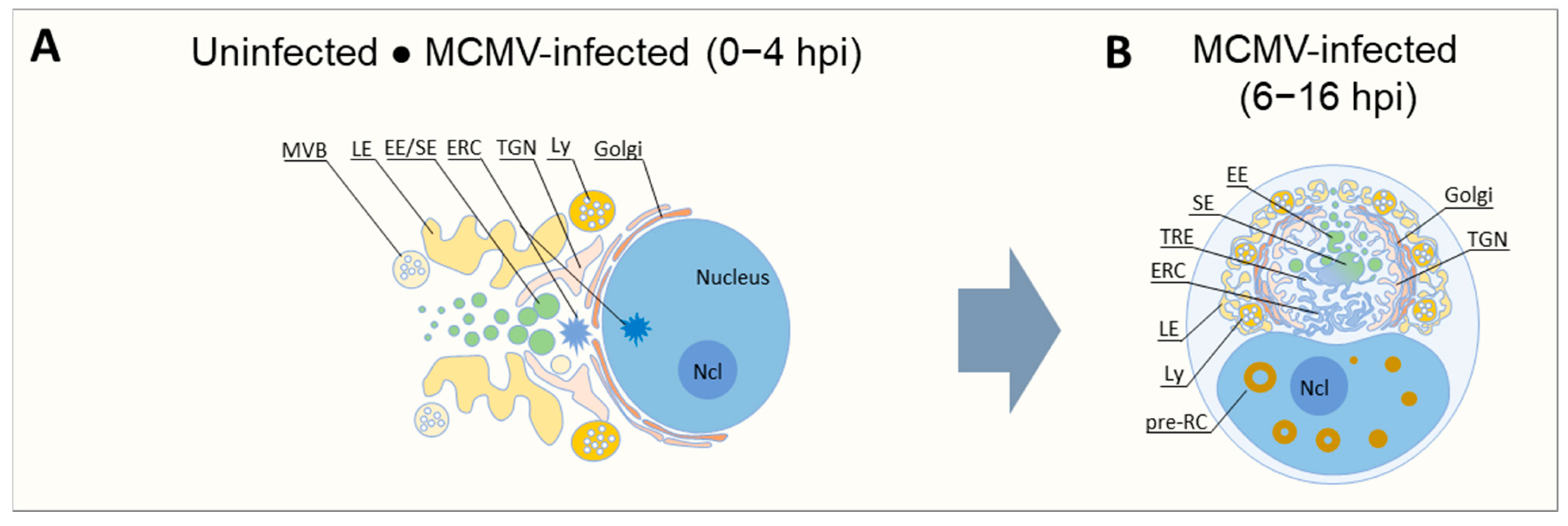 Biomedicines 13 00326 g001