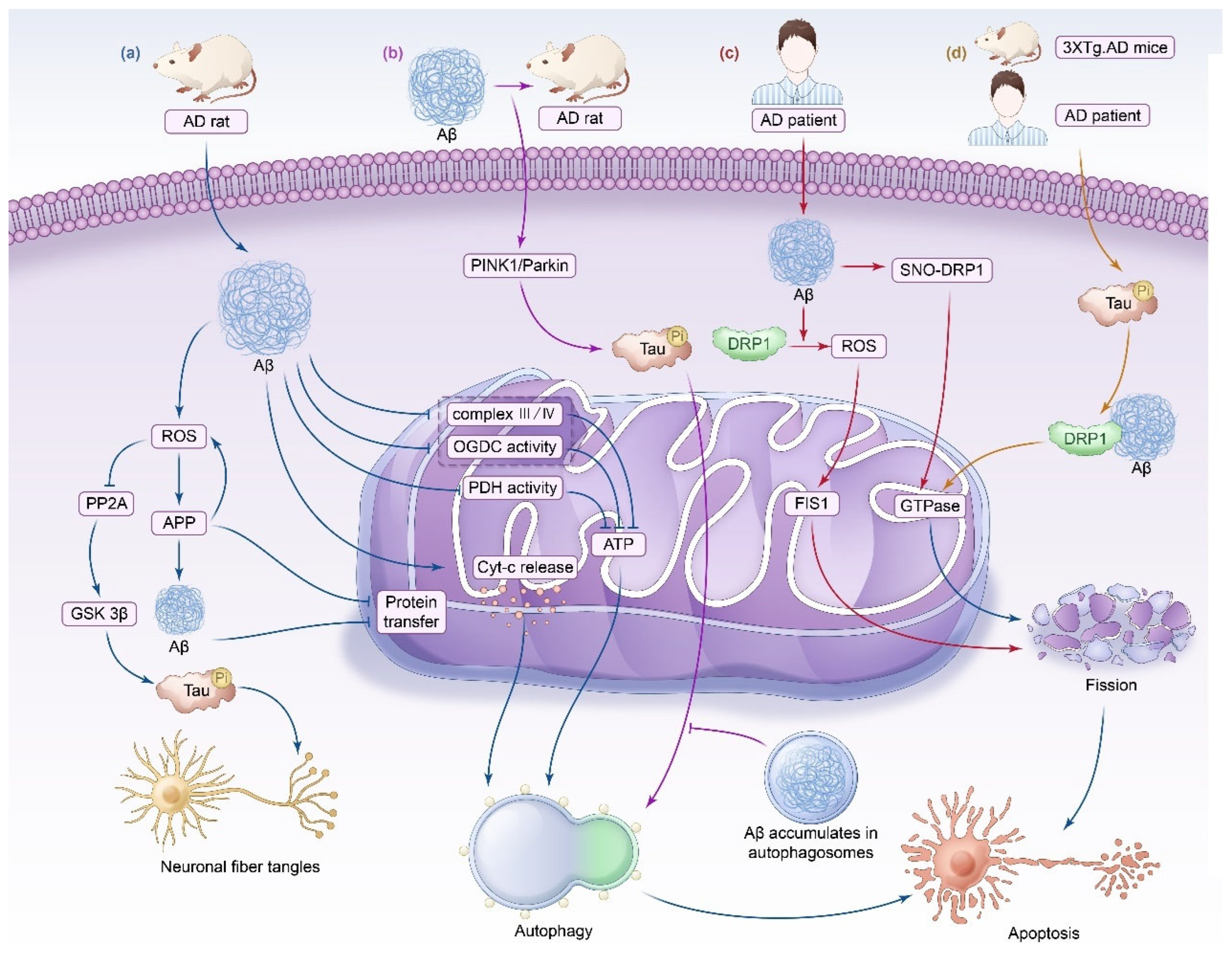 Biomedicines 13 00327 g001