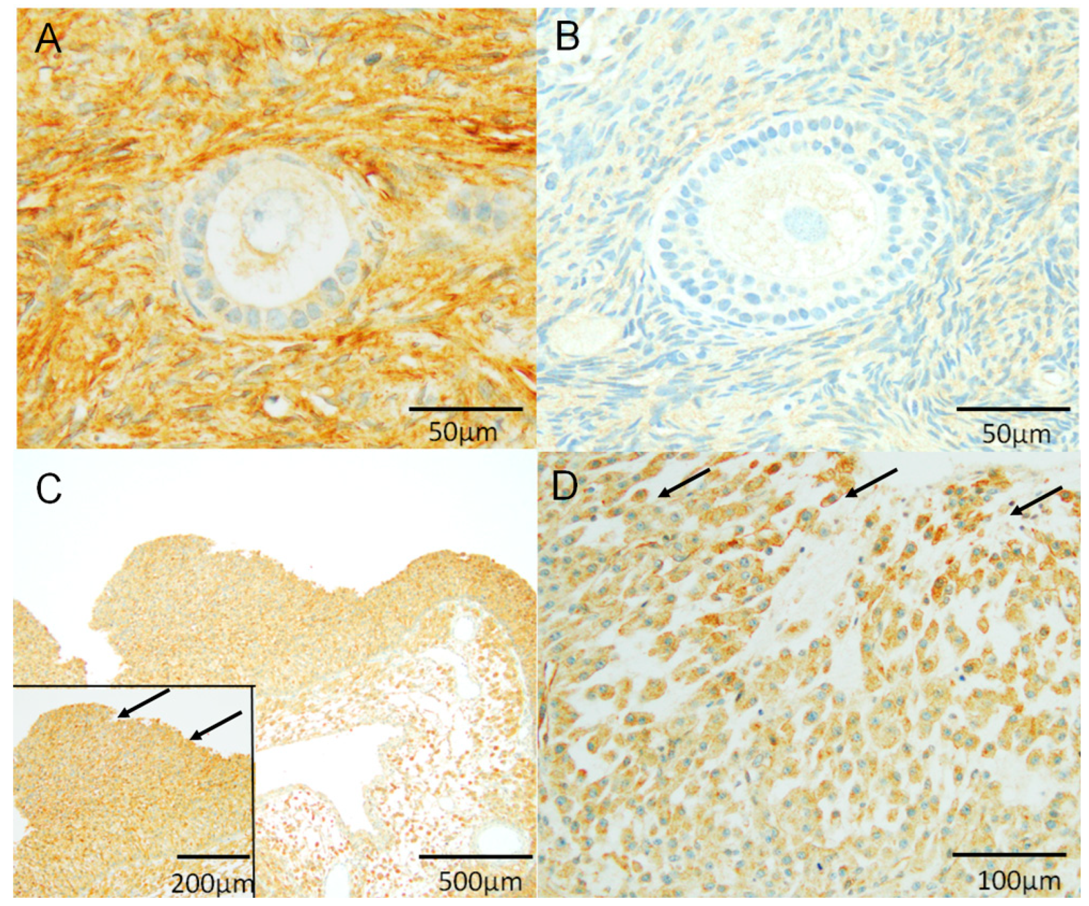 Biomedicines 13 00328 g002
