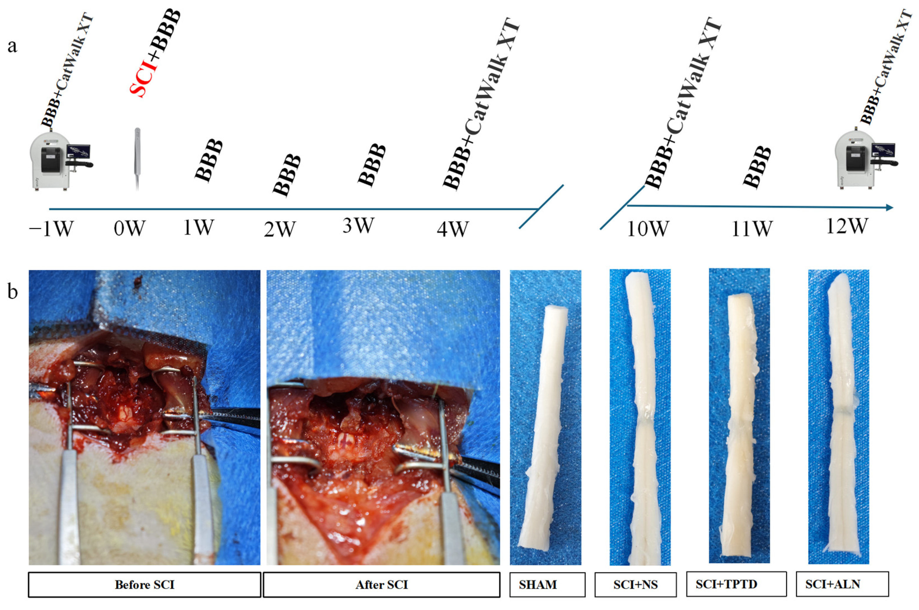 Biomedicines 13 00342 g001