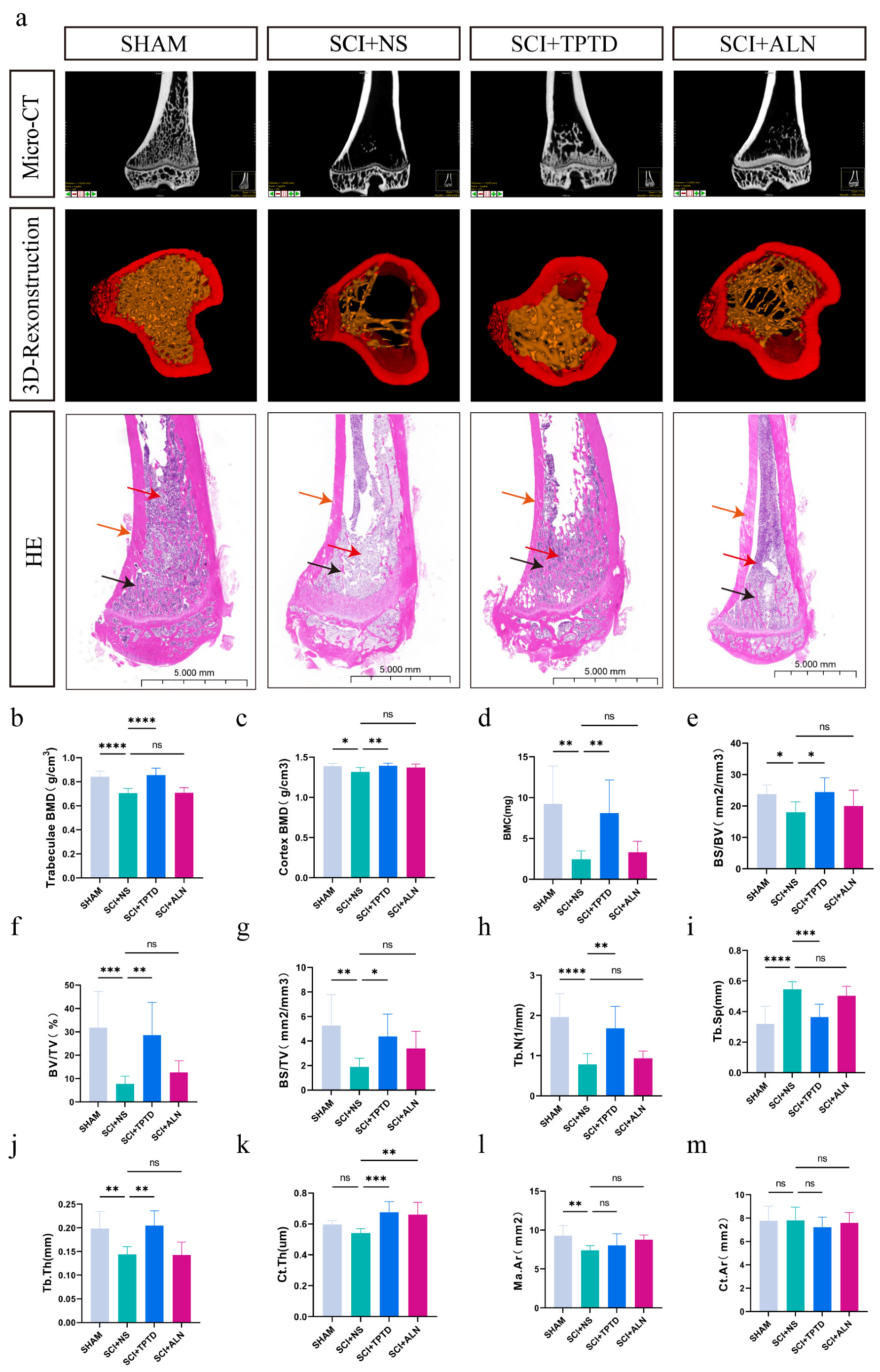 Biomedicines 13 00342 g002
