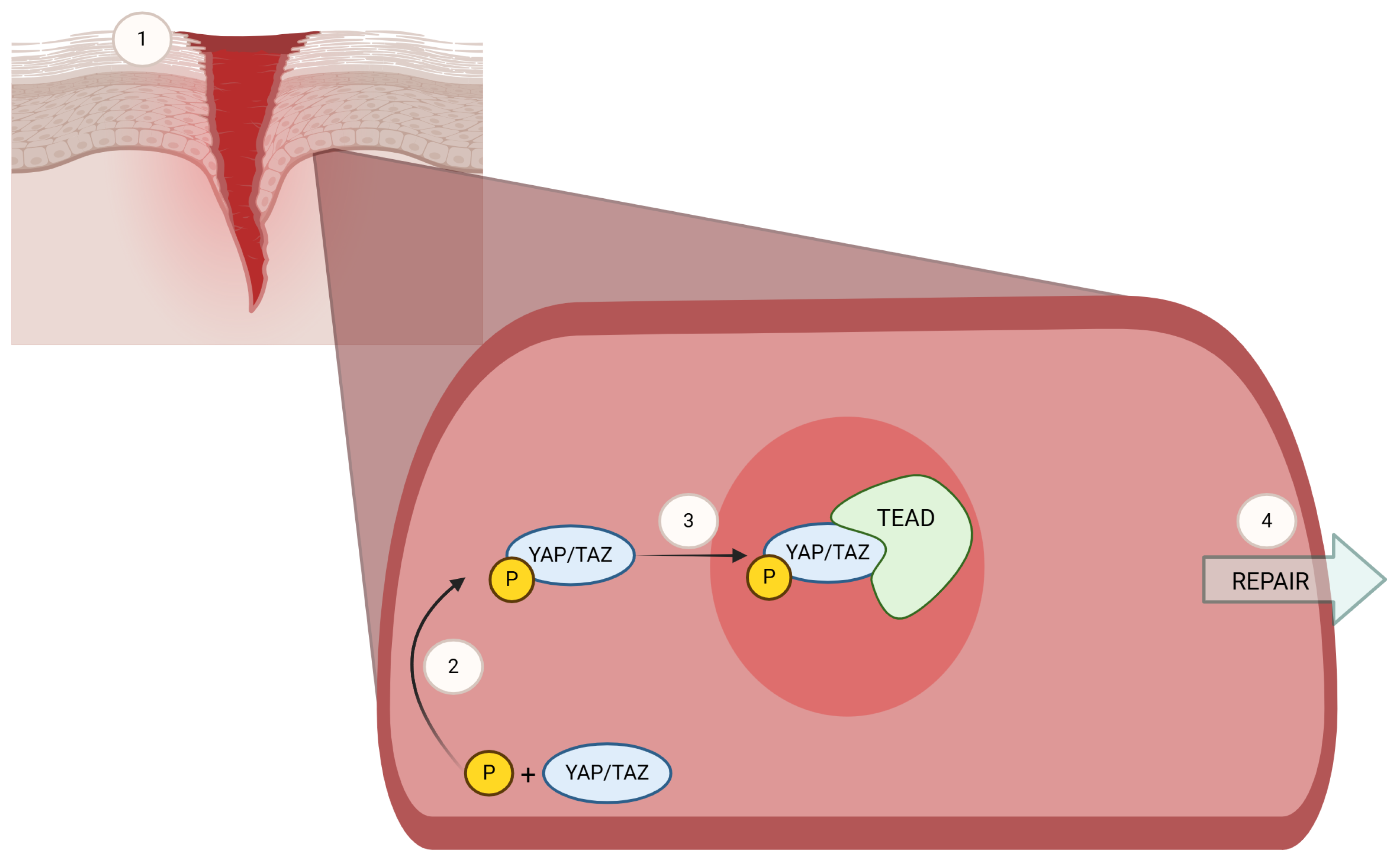 Biomedicines 13 00344 g001