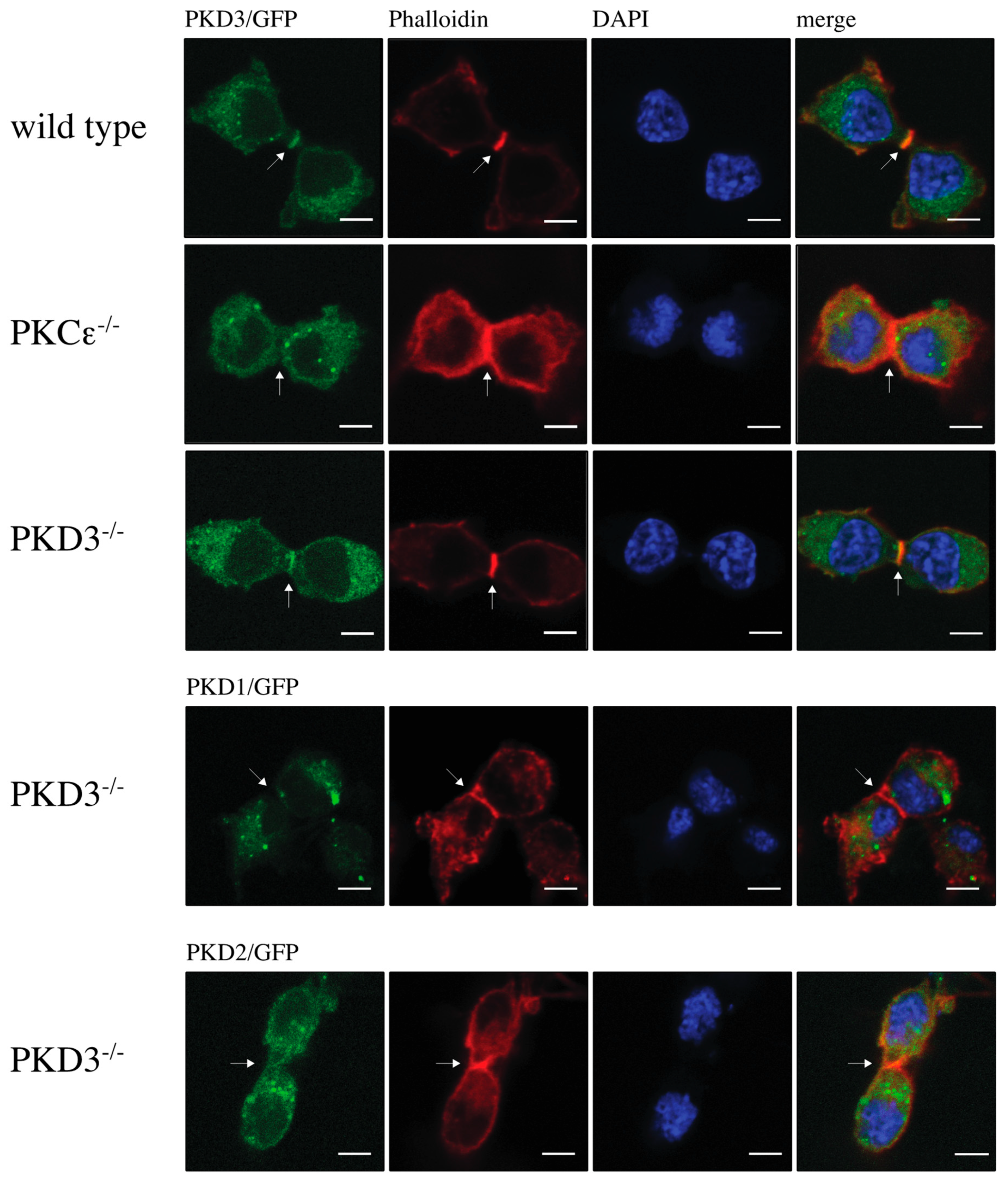 Biomedicines 13 00345 g002