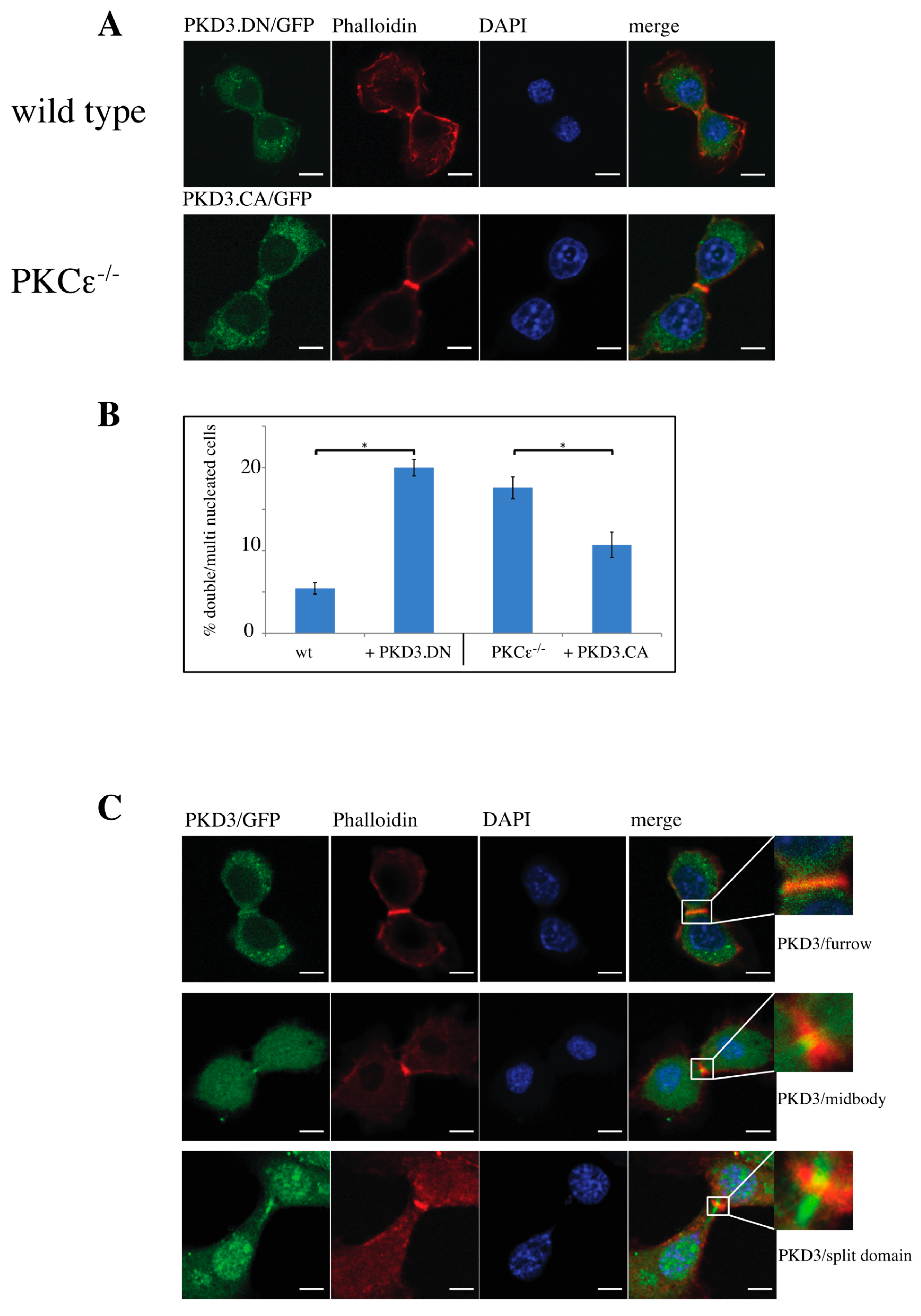 Biomedicines 13 00345 g003